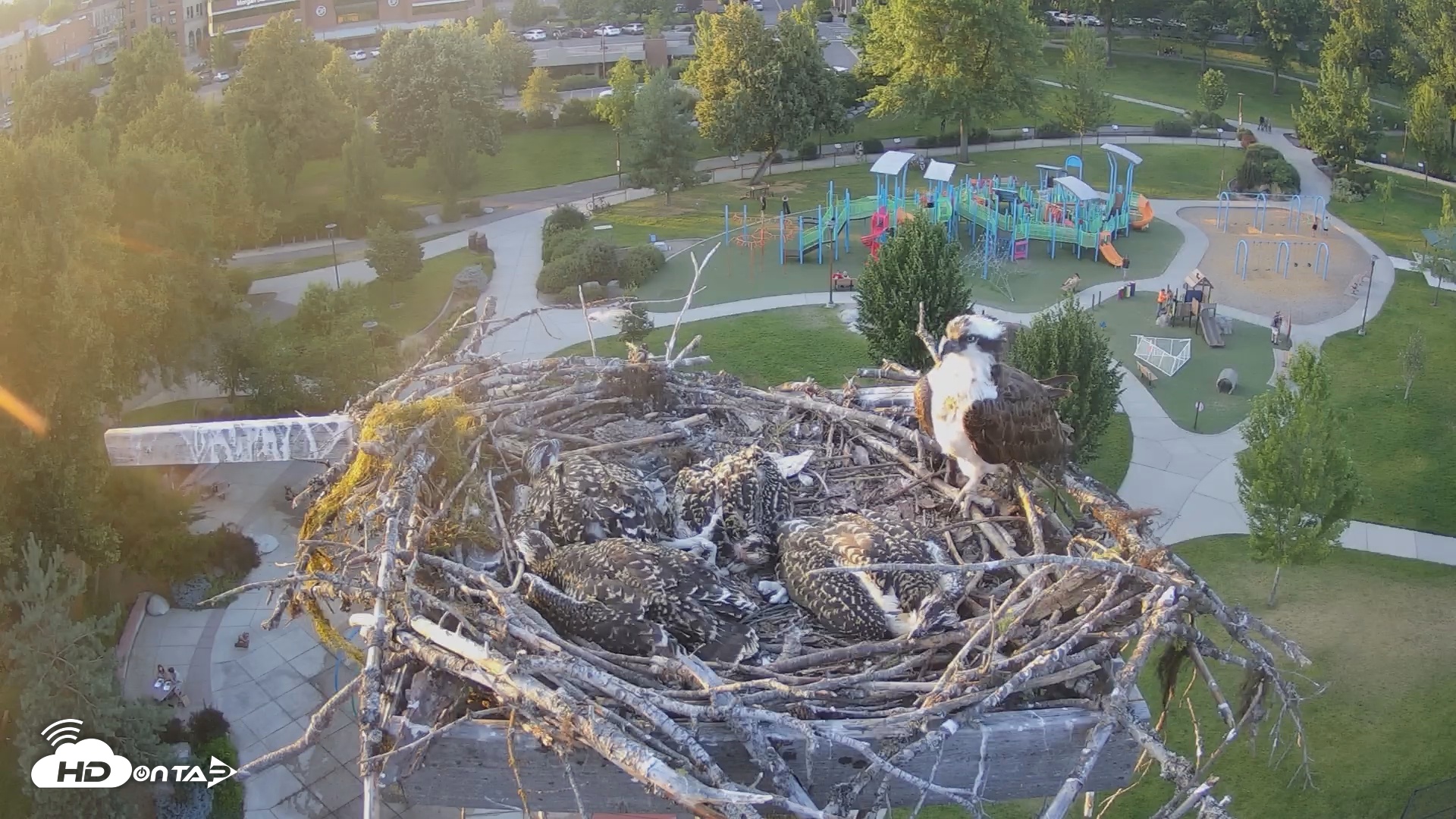 Snapshot of Coeur d'Alene South - Osprey Nest taken Jul 6, 2025, 8:07pm PDT