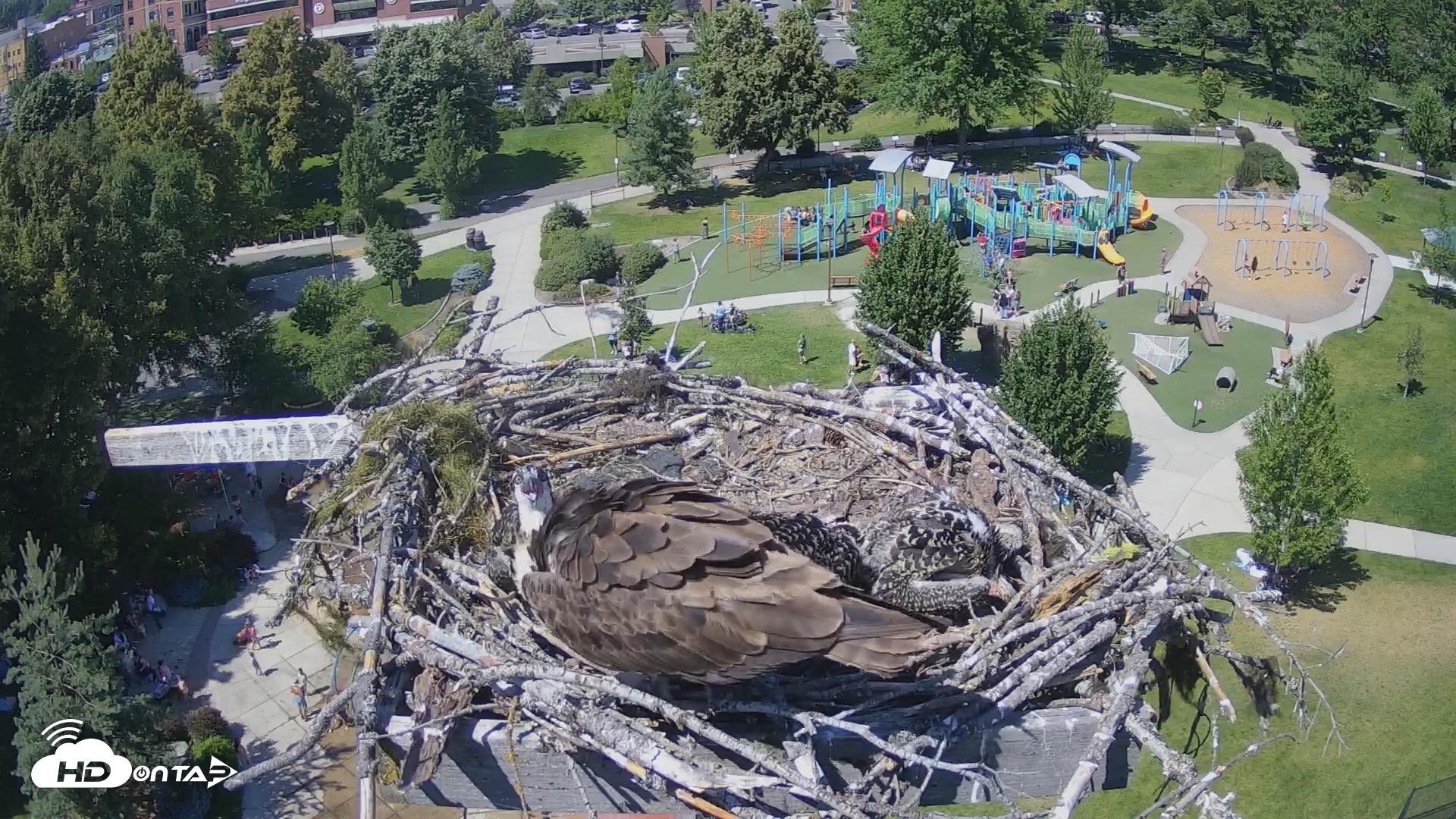 Snapshot of Coeur d'Alene South - Osprey Nest taken Jul 6, 2025, 2:58pm PDT