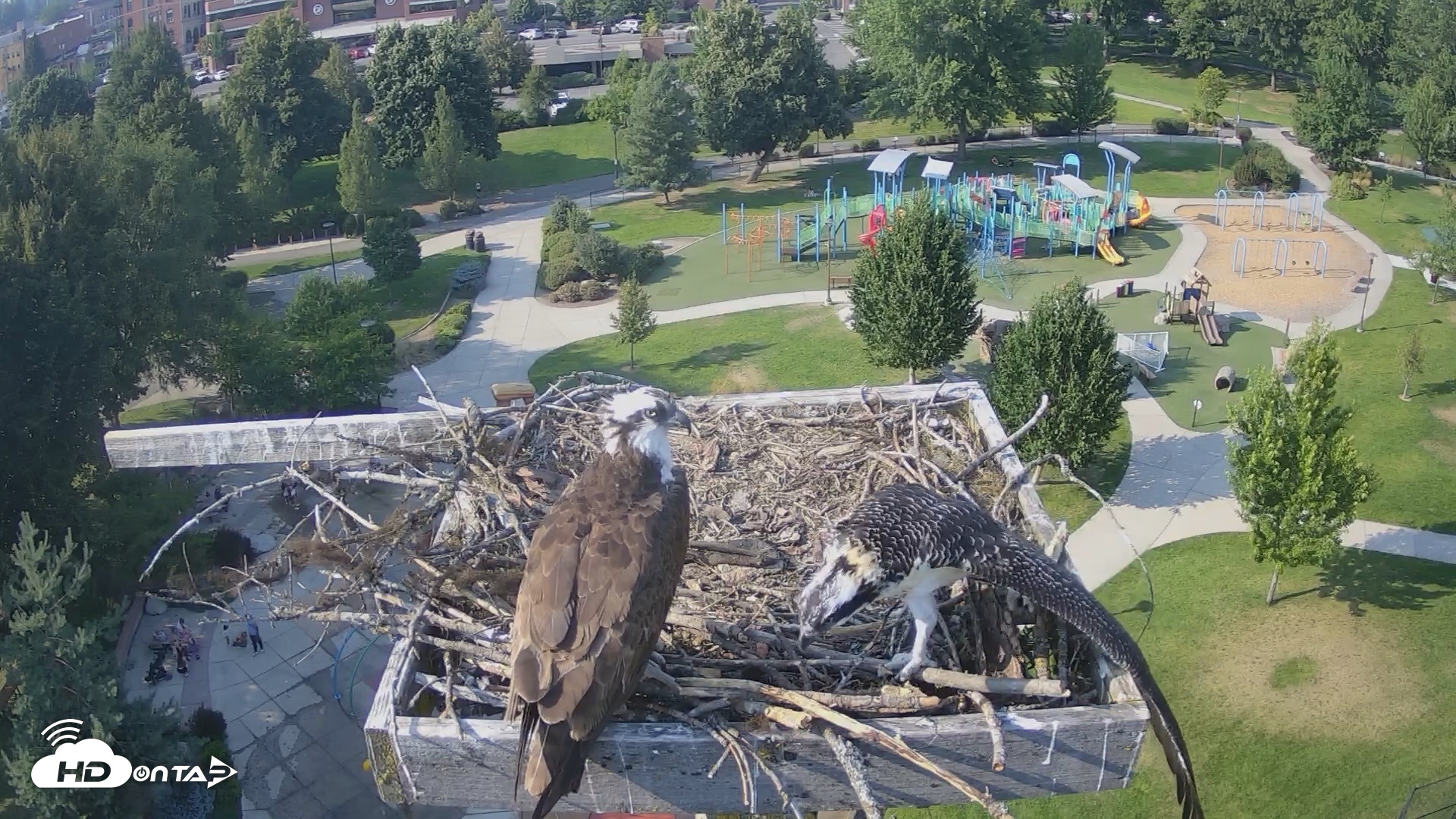 Snapshot of Coeur d'Alene Idaho Osprey Nest Live Cam taken Jul 28, 2026, 5:10pm PDT
