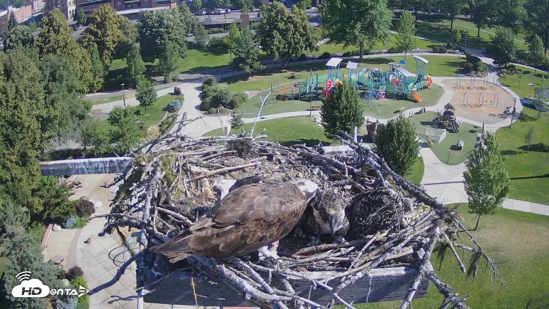 Snapshot of Coeur d'Alene South - Osprey Nest taken Jul 7, 2025, 8:49am PDT