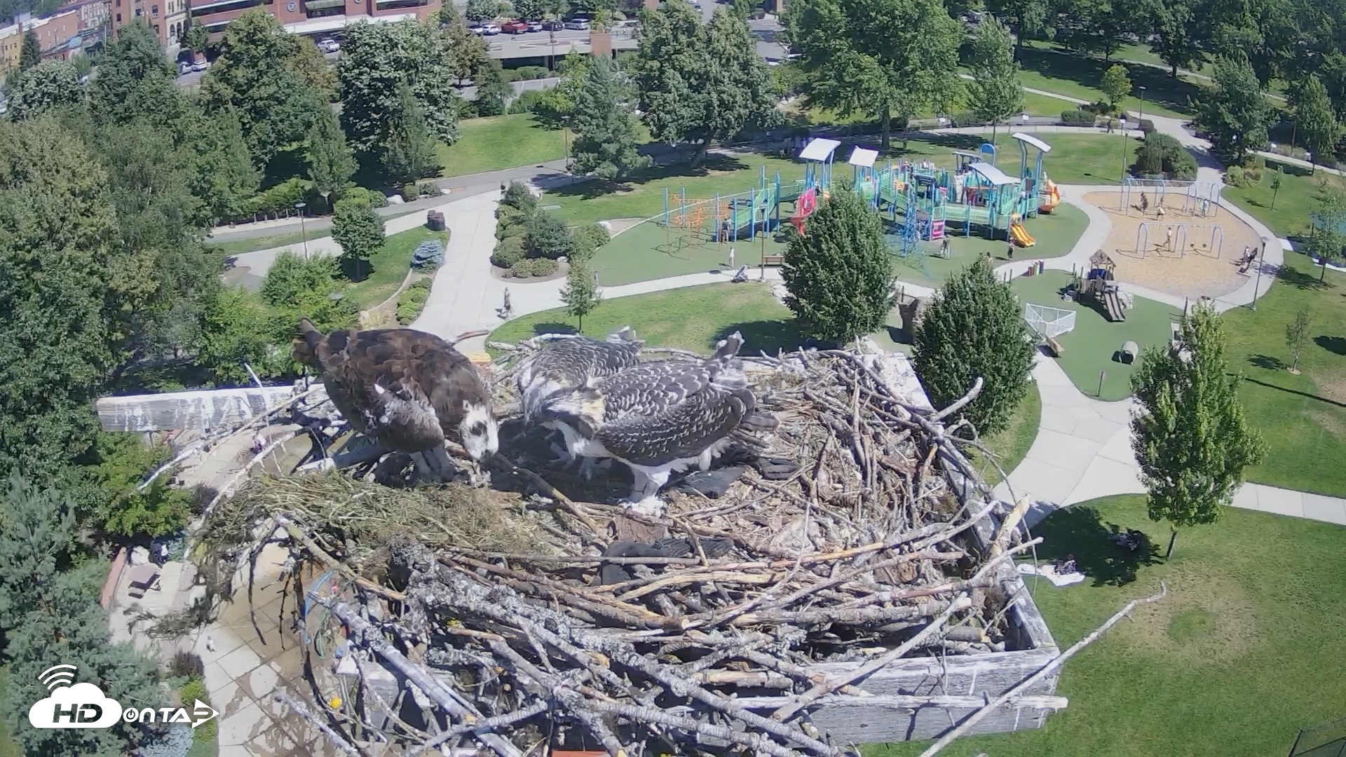 Snapshot of Coeur d'Alene Idaho Osprey Nest Live Cam taken Jul 19, 2026, 11:04am PDT