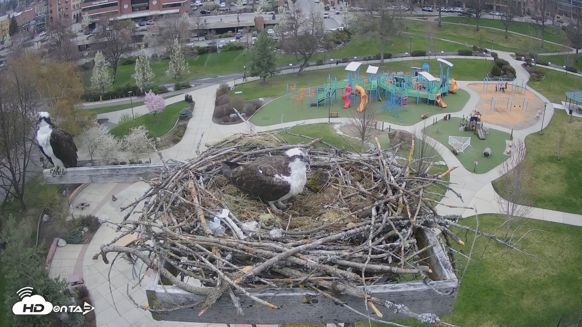 Snapshot of Coeur d'Alene Idaho Osprey Nest Live Cam taken Apr 14, 2026, 3:13pm PDT