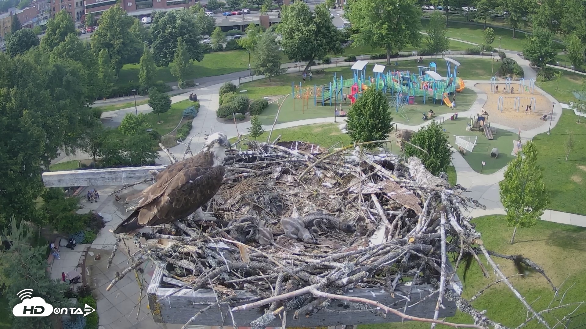Snapshot of Coeur d'Alene South - Osprey Nest taken Jun 12, 2025, 6:00pm PDT