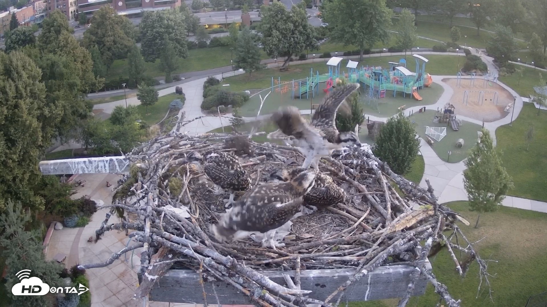 Snapshot of Coeur d'Alene South - Osprey Nest taken Jul 9, 2025, 4:49am PDT