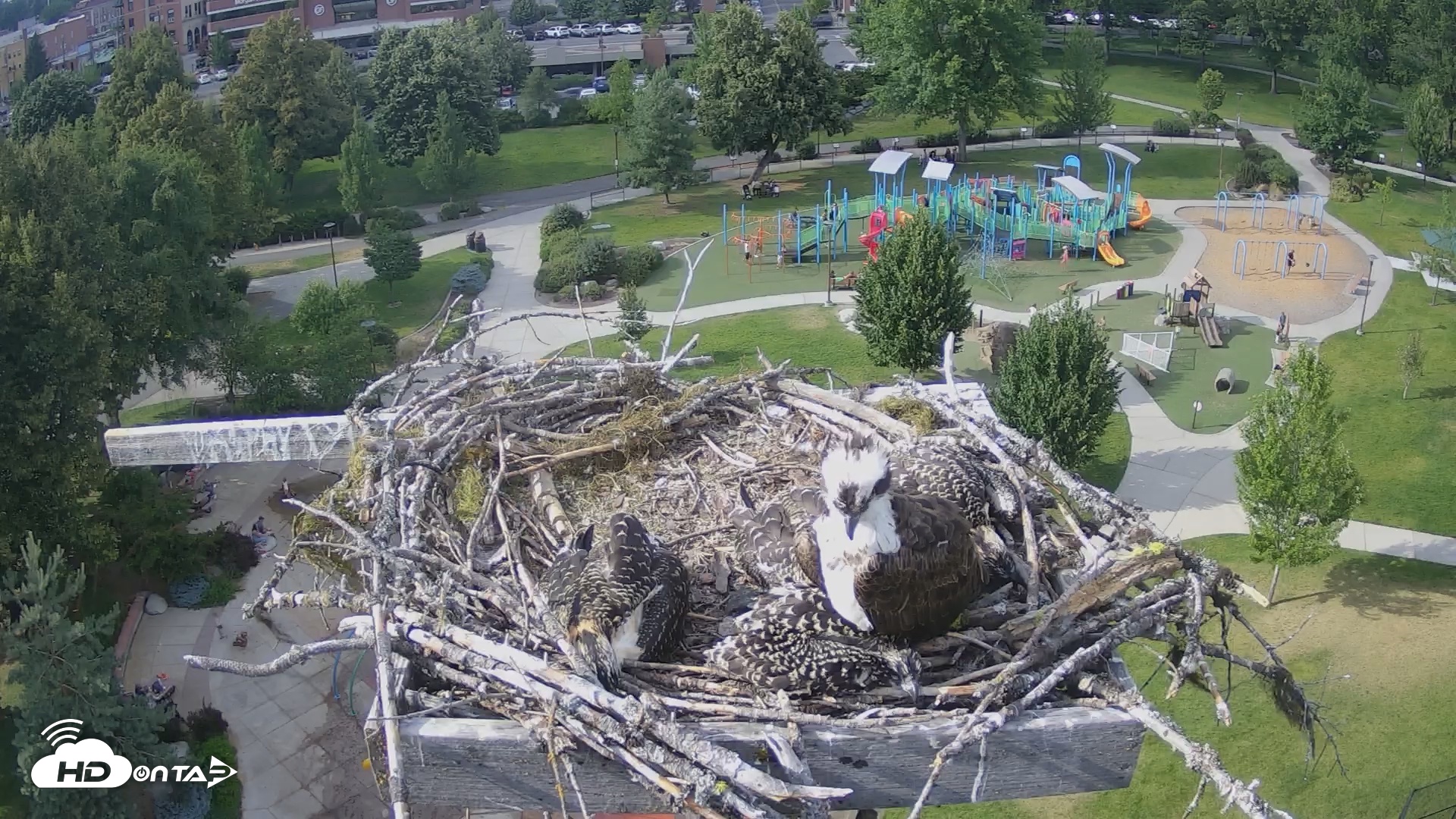 Snapshot of Coeur d'Alene South - Osprey Nest taken Jul 10, 2025, 5:22pm PDT