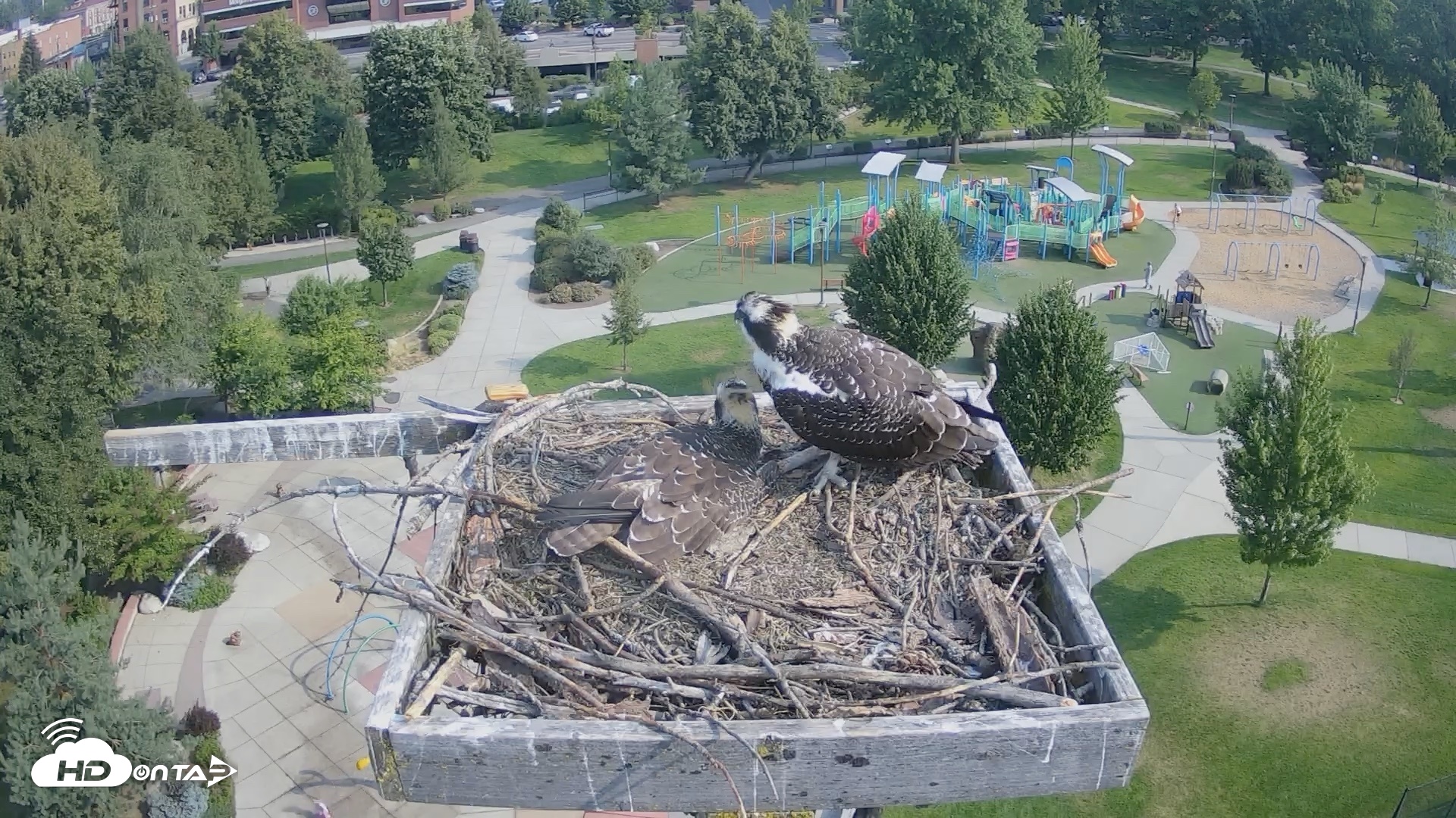 Snapshot of Coeur d'Alene Idaho Osprey Nest Live Cam taken Aug 10, 2026, 9:14am PDT