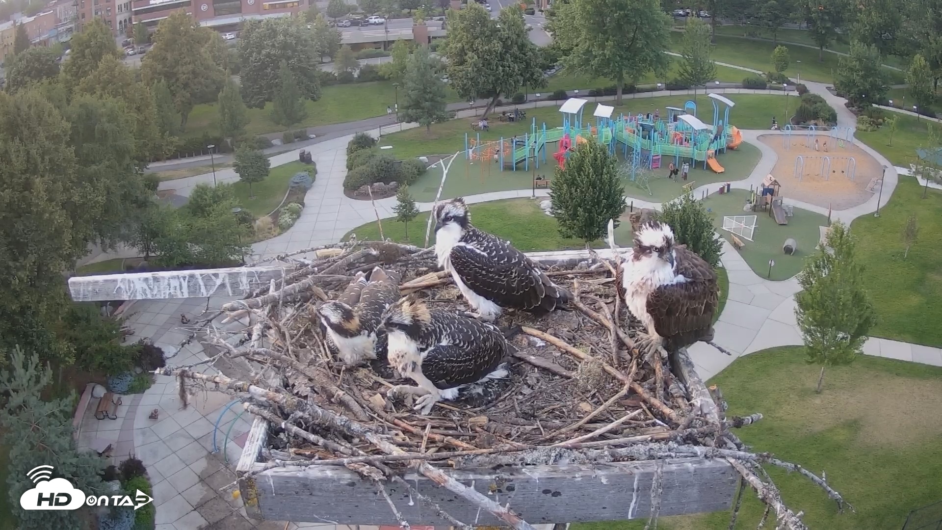Snapshot of Coeur d'Alene Idaho Osprey Nest Live Cam taken Jul 22, 2025, 8:26pm PDT