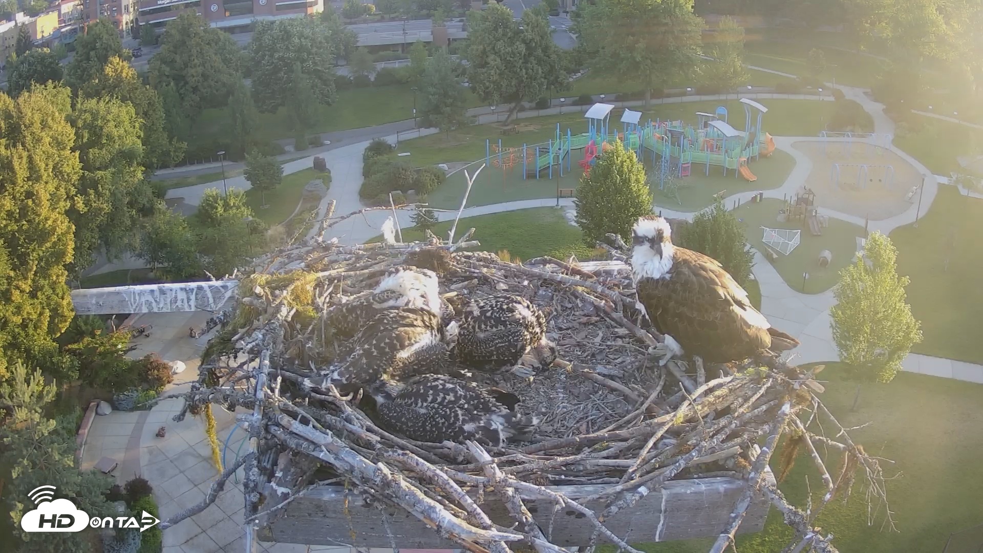 Snapshot of Coeur d'Alene South - Osprey Nest taken Jul 7, 2025, 5:47am PDT