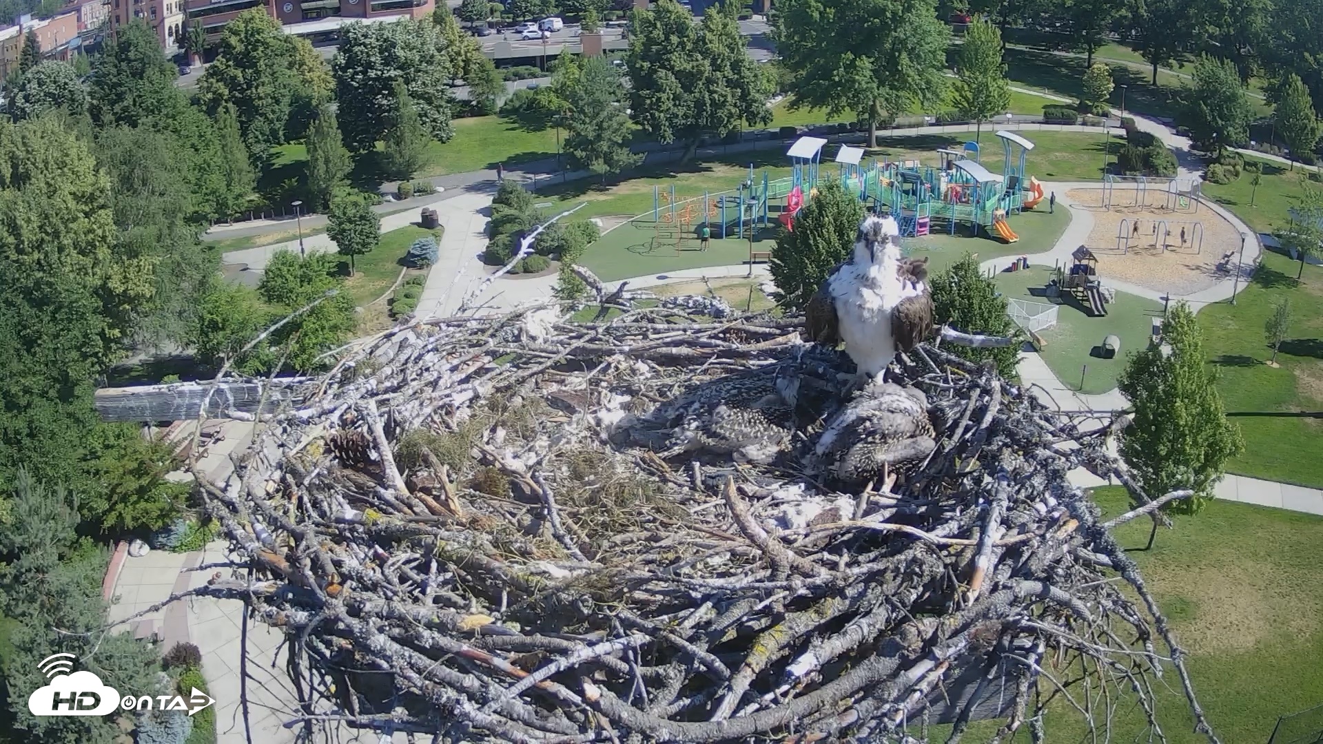 Snapshot of Coeur d'Alene Idaho Osprey Nest Live Cam taken Jun 25, 2026, 9:26am PDT