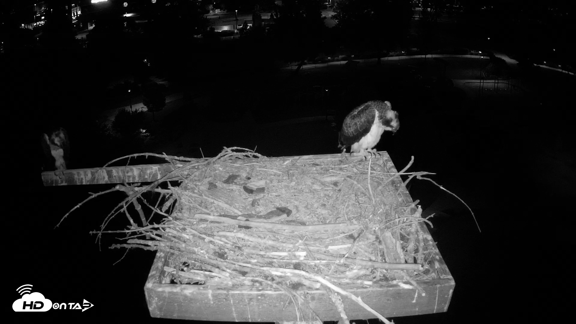 Snapshot of Coeur d'Alene Idaho Osprey Nest Live Cam taken Jul 28, 2026, 4:30am PDT
