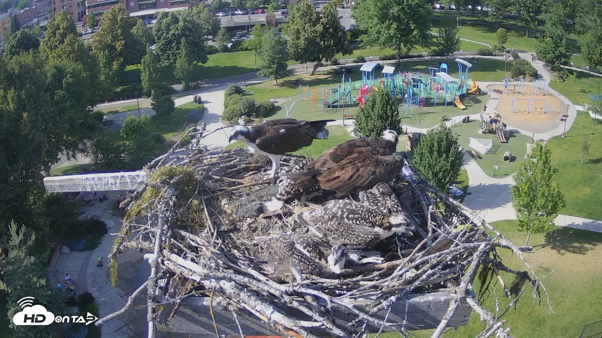 Snapshot of Coeur d'Alene South - Osprey Nest taken Jul 6, 2025, 5:06pm PDT