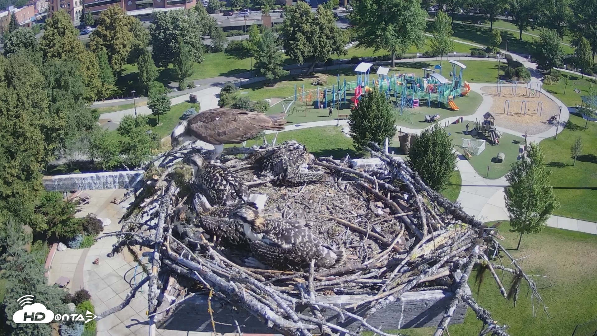 Snapshot of Coeur d'Alene South - Osprey Nest taken Jul 7, 2025, 9:28am PDT