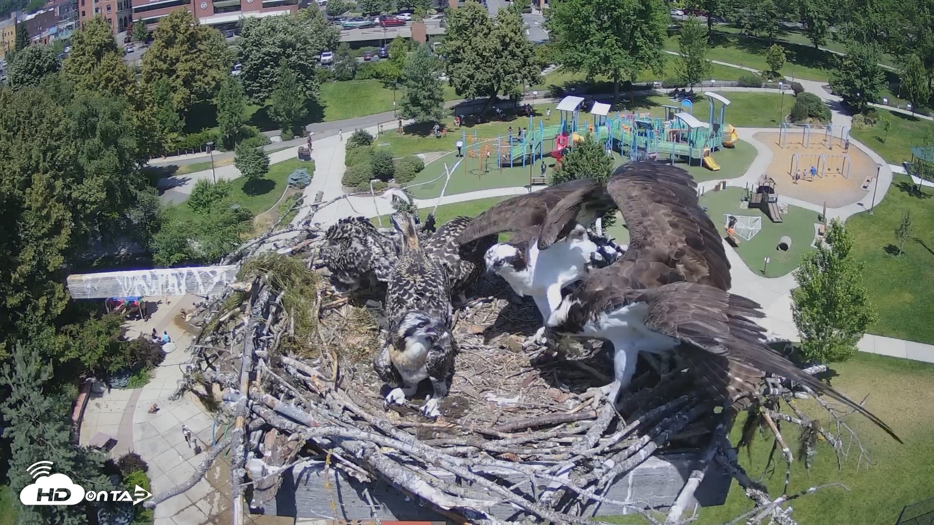Snapshot of Coeur d'Alene South - Osprey Nest taken Jul 6, 2025, 12:56pm PDT