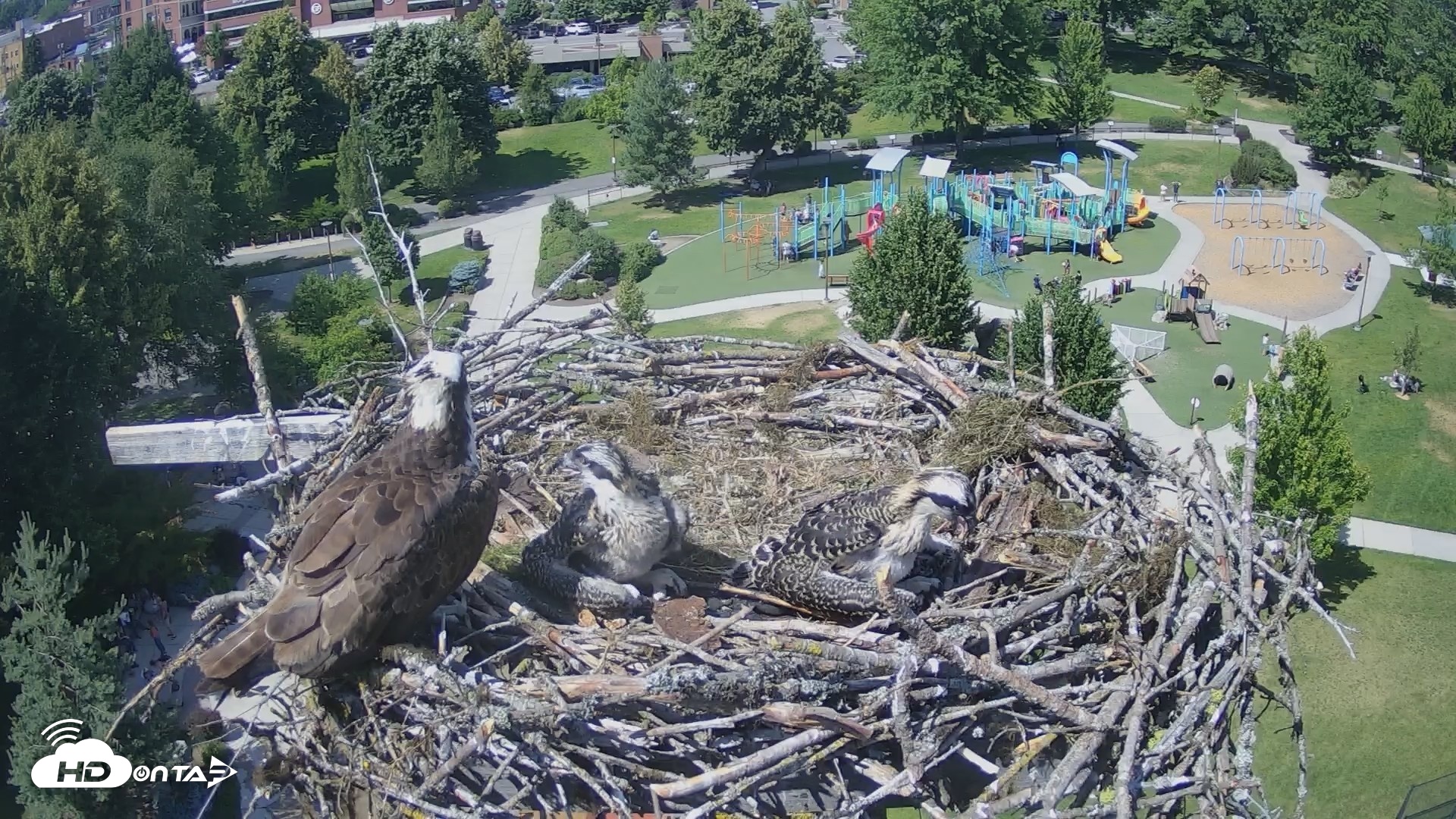 Snapshot of Coeur d'Alene Idaho Osprey Nest Live Cam taken Jul 1, 2026, 3:03pm PDT