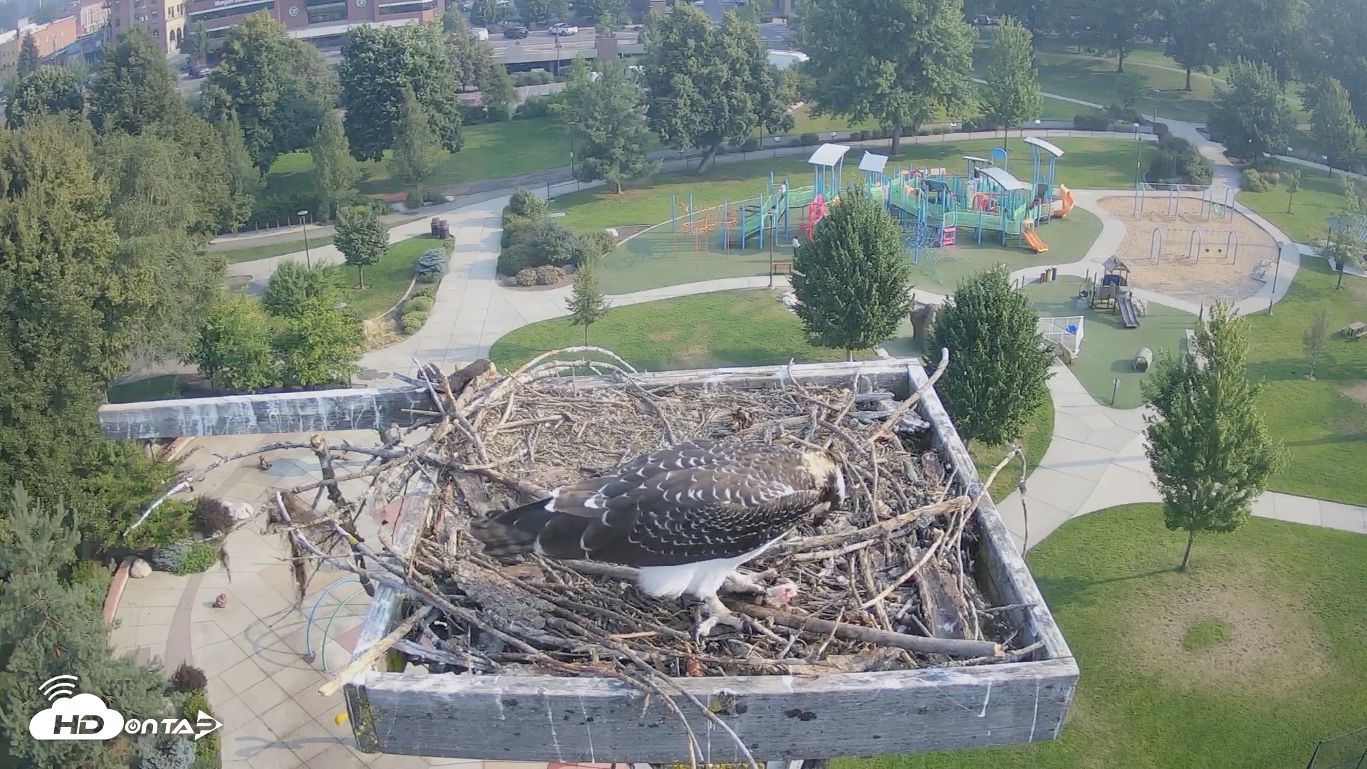 Snapshot of Coeur d'Alene Idaho Osprey Nest Live Cam taken Aug 4, 2026, 8:17am PDT