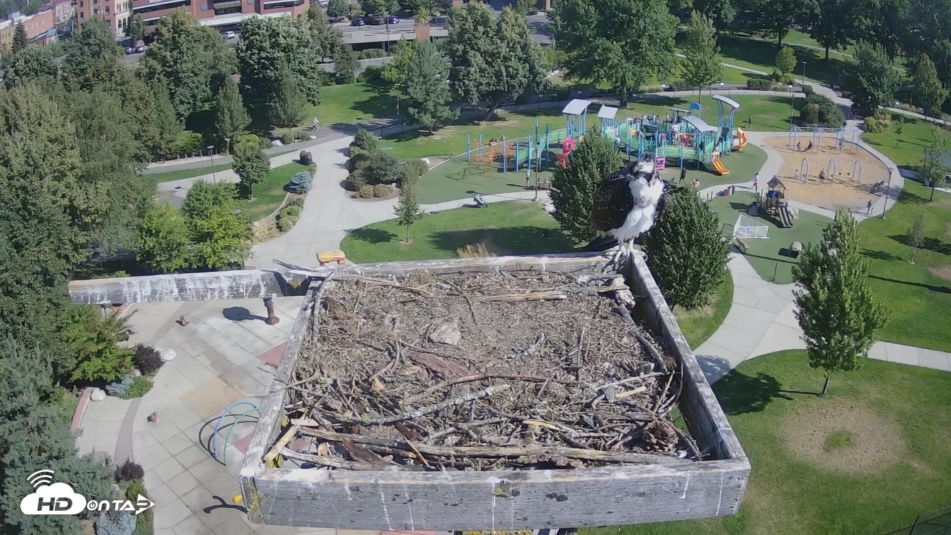Snapshot of Coeur d'Alene Idaho Osprey Nest Live Cam taken Aug 23, 2026, 9:56am PDT
