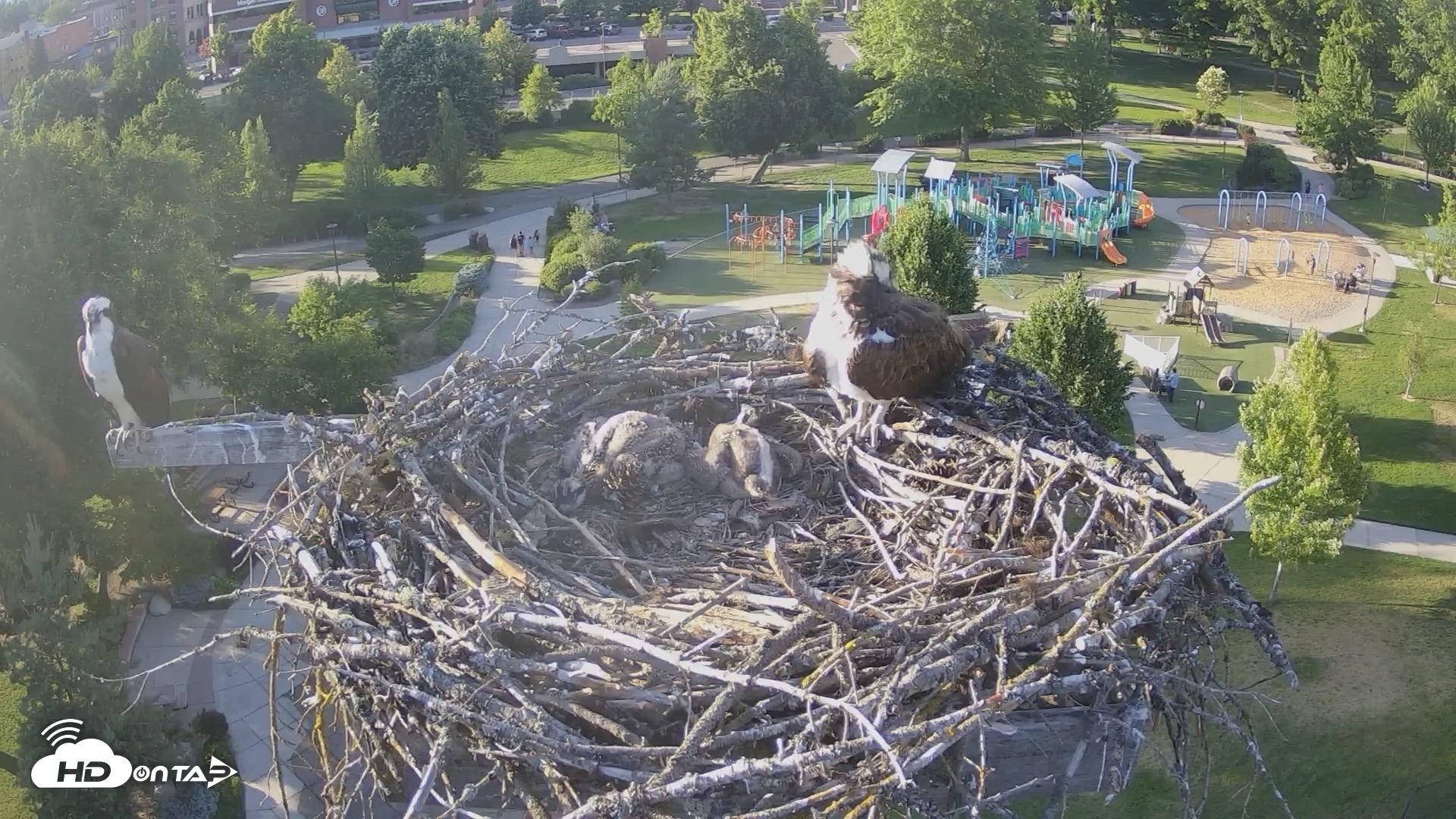Snapshot of Coeur d'Alene Idaho Osprey Nest Live Cam taken Jun 20, 2026, 7:05pm PDT