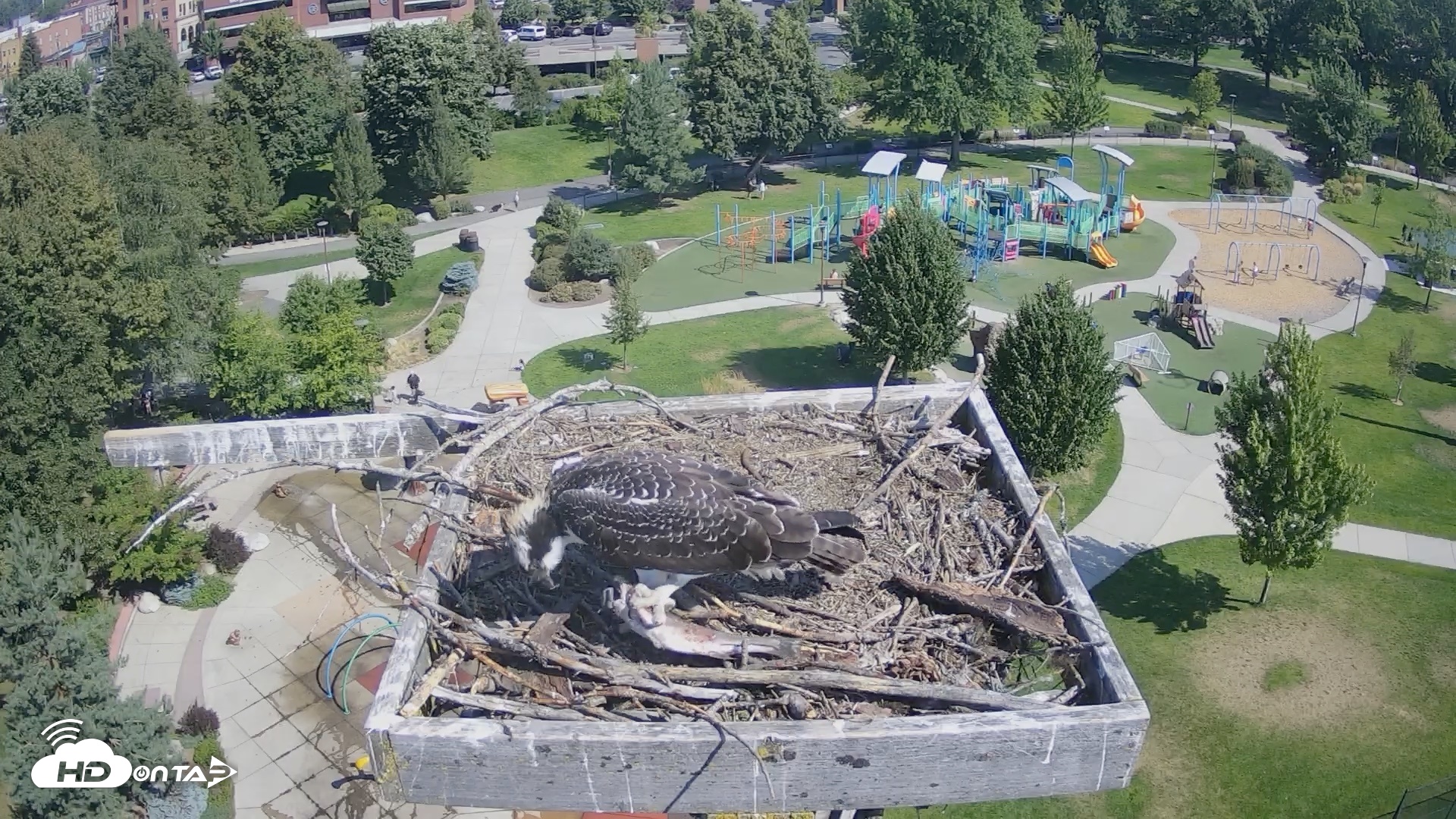 Snapshot of Coeur d'Alene Idaho Osprey Nest Live Cam taken Aug 11, 2026, 10:37am PDT