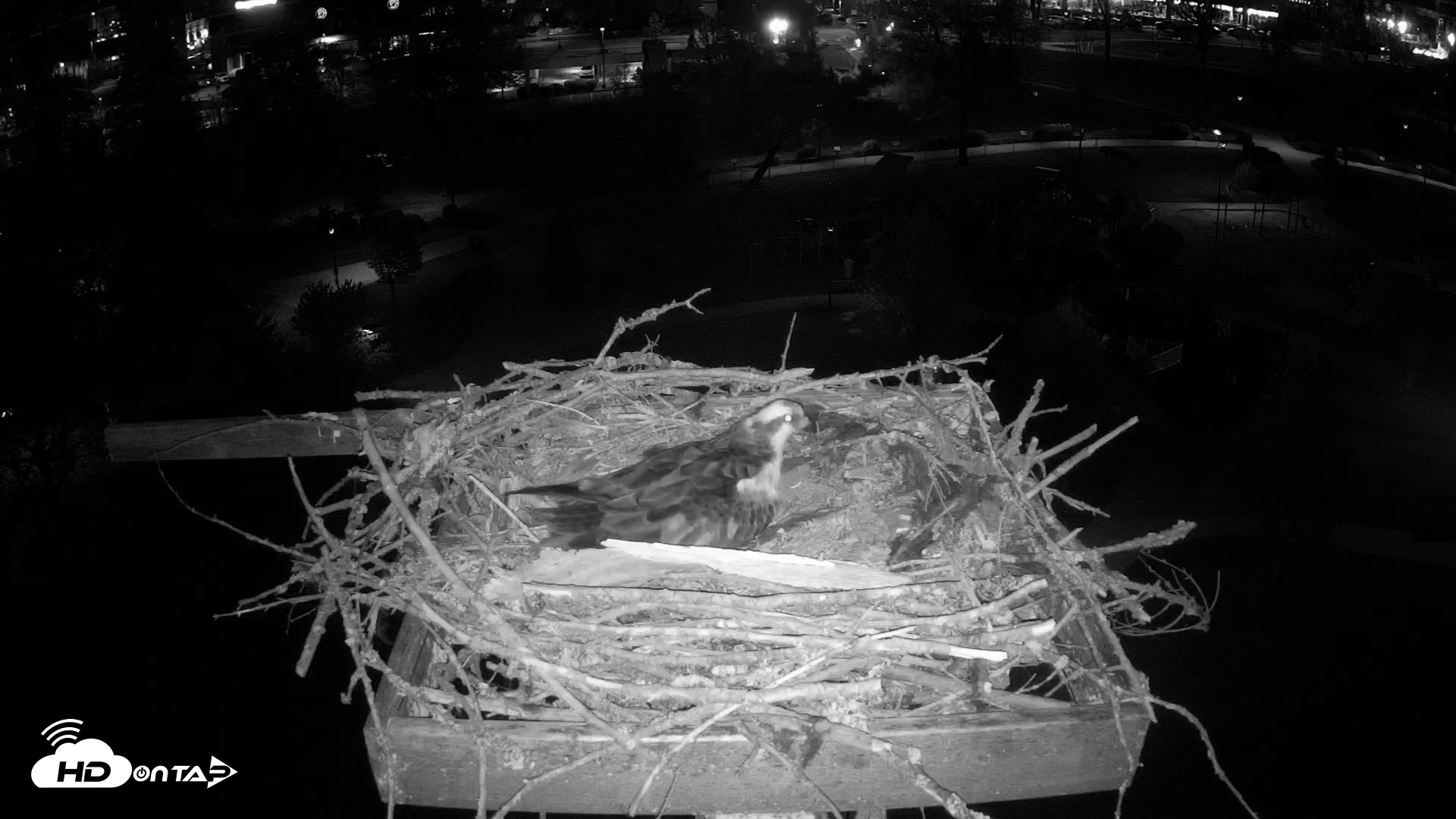 Snapshot of Coeur d'Alene Idaho Osprey Nest Live Cam taken May 1, 2026, 8:44pm PDT