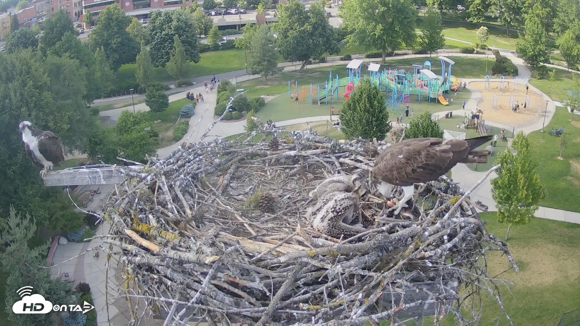 Snapshot of Coeur d'Alene Idaho Osprey Nest Live Cam taken Jun 21, 2026, 6:11pm PDT