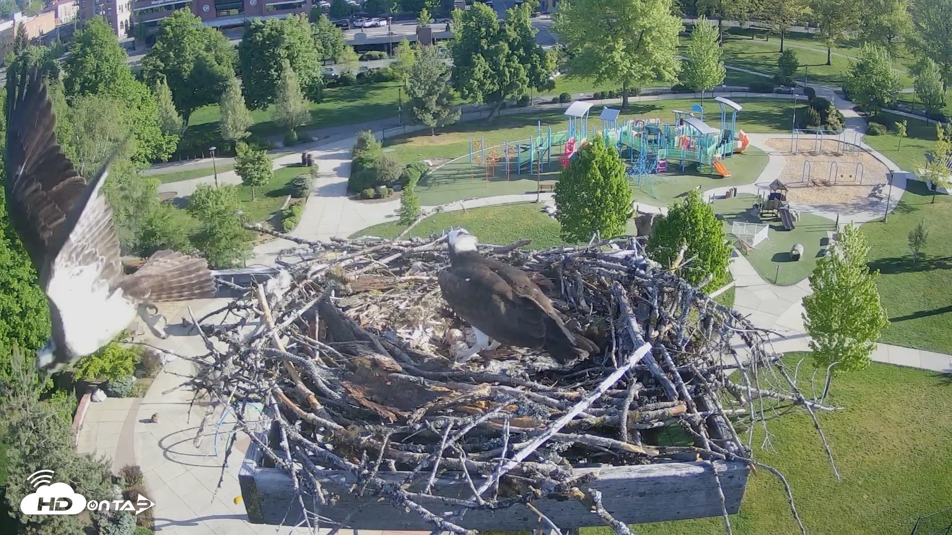 Snapshot of Coeur d'Alene Idaho Osprey Nest Live Cam taken May 12, 2026, 7:41am PDT