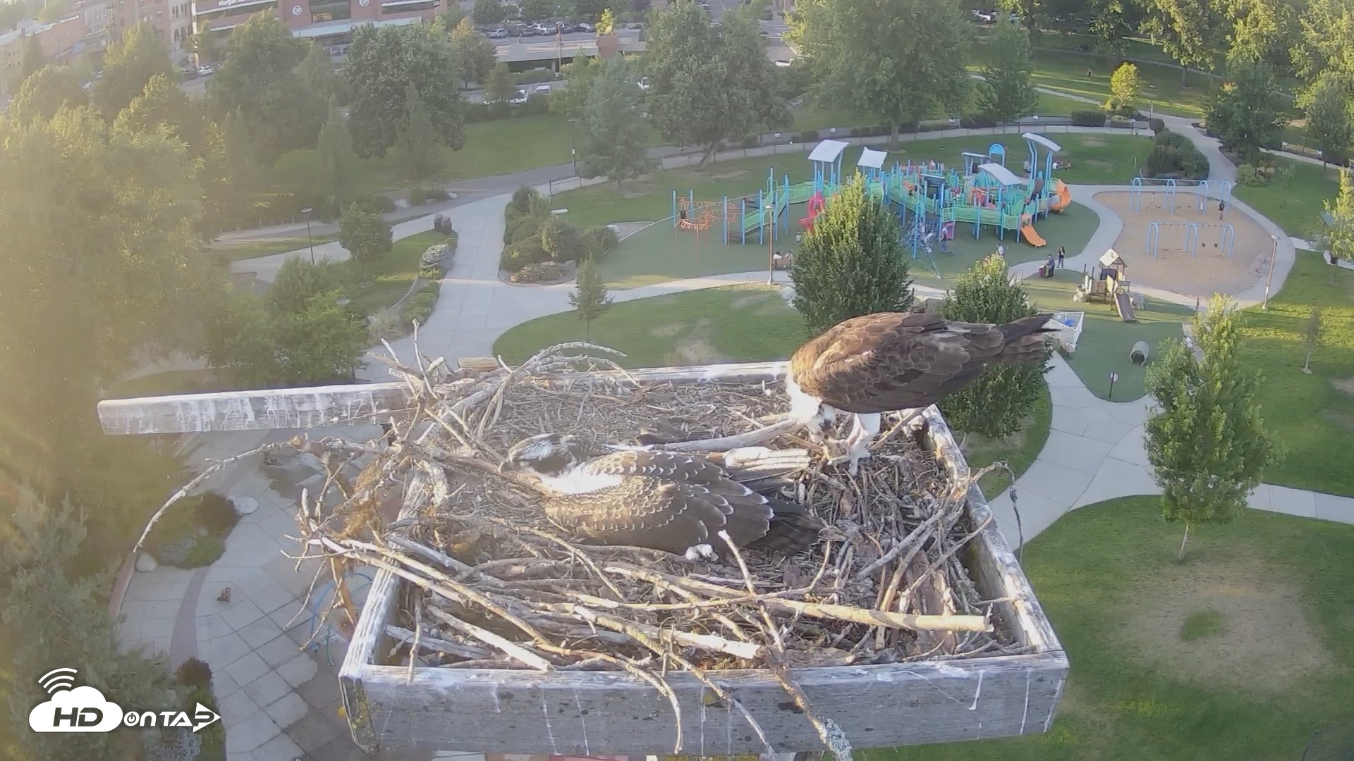 Snapshot of Coeur d'Alene Idaho Osprey Nest Live Cam taken Aug 1, 2026, 7:37pm PDT