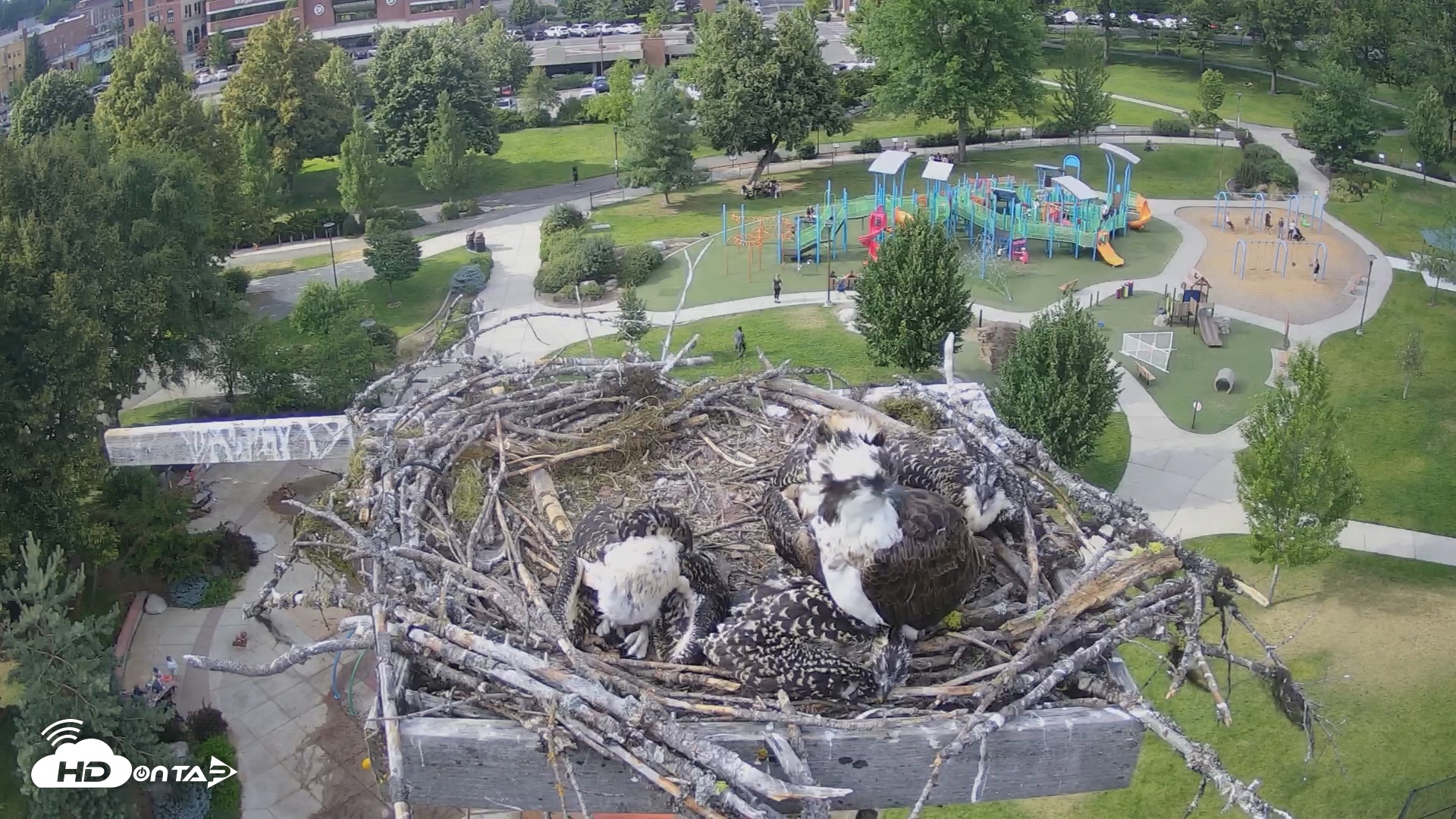 Snapshot of Coeur d'Alene South - Osprey Nest taken Jul 10, 2025, 5:16pm PDT