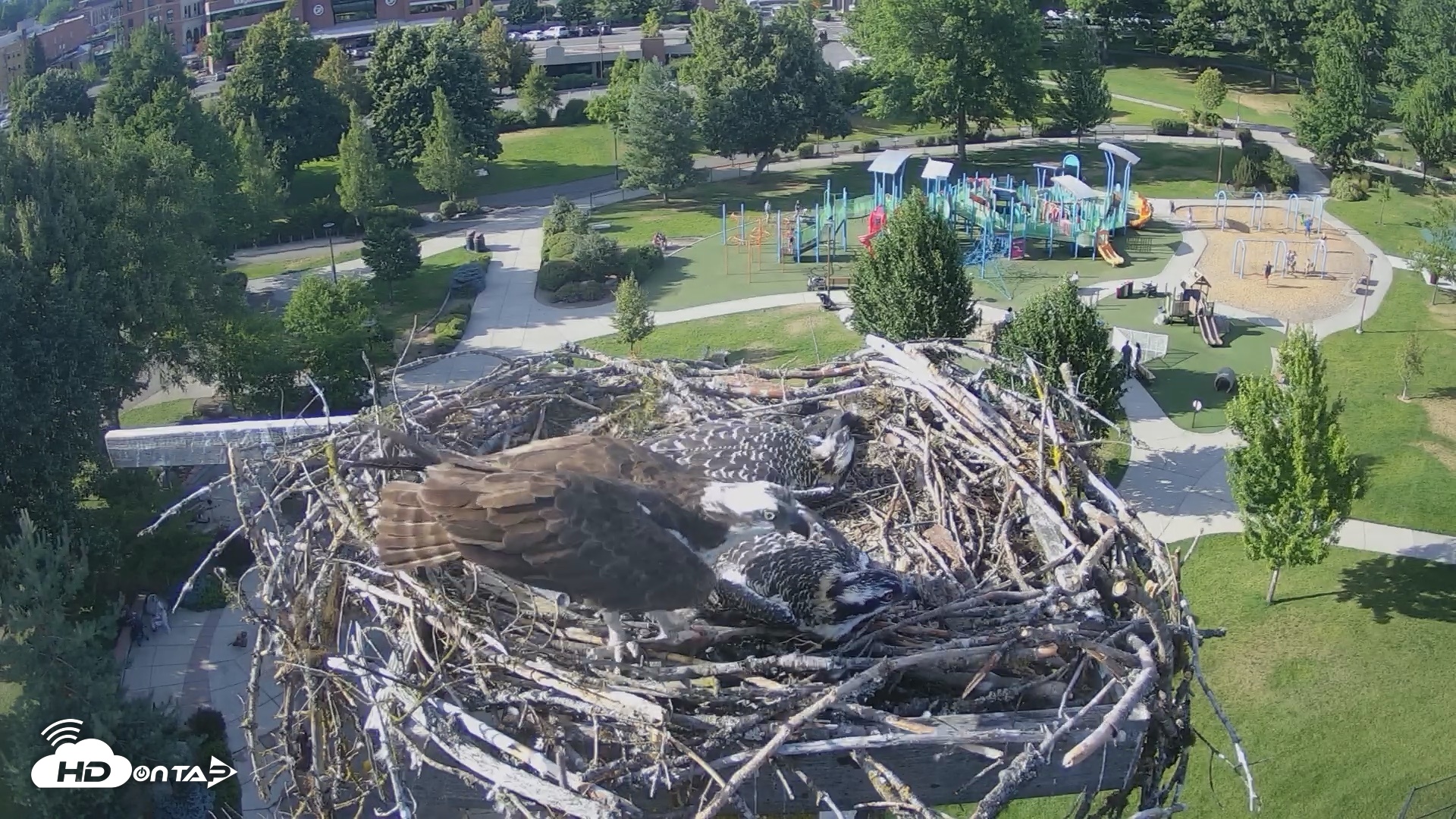 Snapshot of Coeur d'Alene Idaho Osprey Nest Live Cam taken Jul 14, 2026, 5:49pm PDT