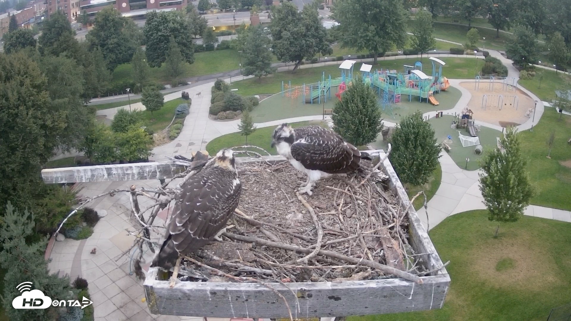 Snapshot of Coeur d'Alene Idaho Osprey Nest Live Cam taken Aug 6, 2026, 5:20am PDT