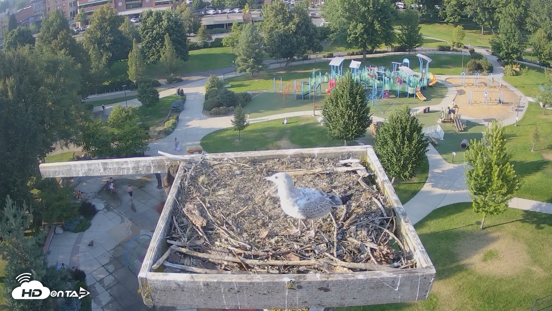 Snapshot of Coeur d'Alene Idaho Osprey Nest Live Cam taken Aug 20, 2026, 5:51pm PDT
