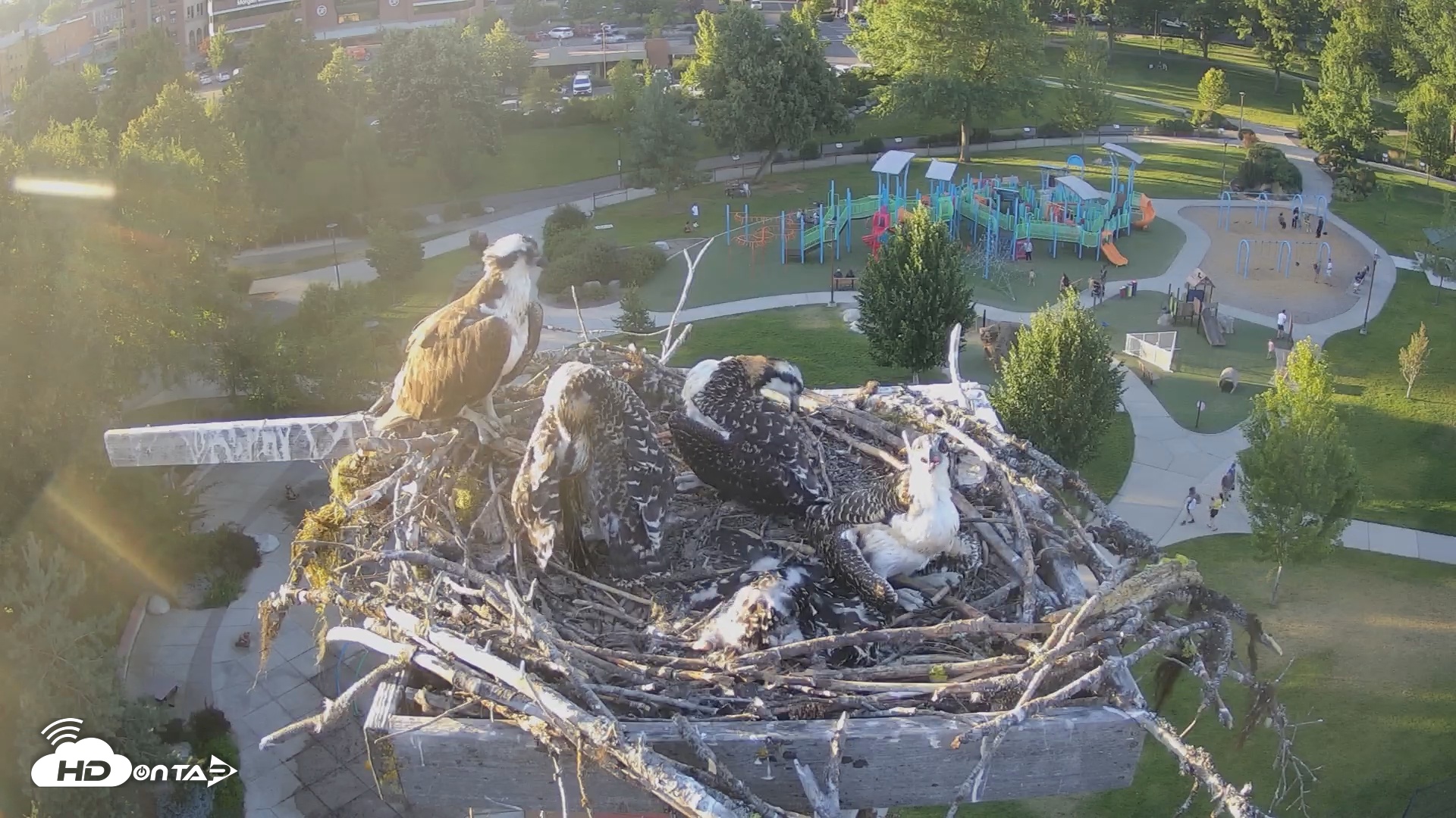 Snapshot of Coeur d'Alene South - Osprey Nest taken Jul 12, 2025, 7:42pm PDT