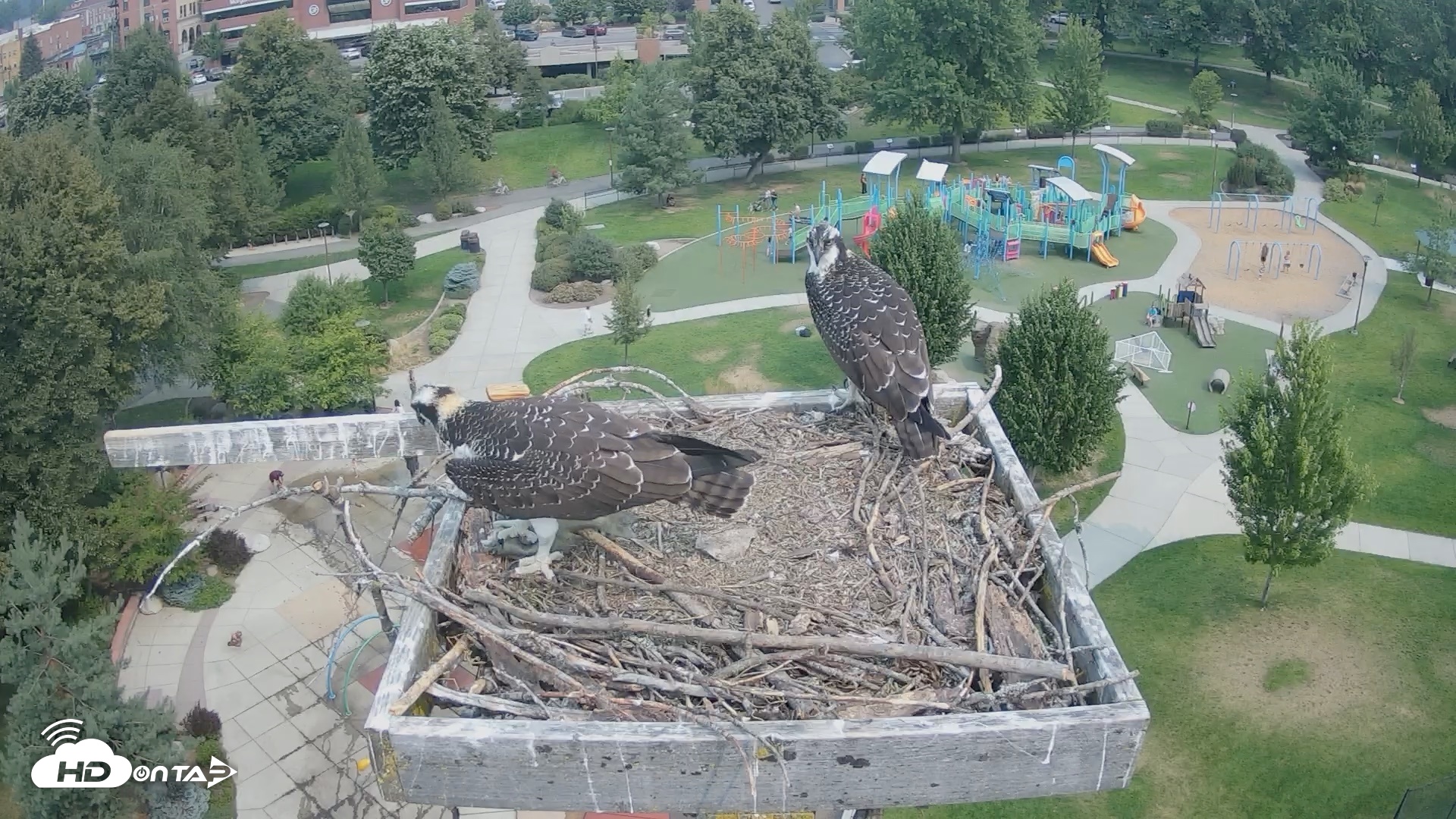 Snapshot of Coeur d'Alene Idaho Osprey Nest Live Cam taken Aug 9, 2026, 11:23am PDT