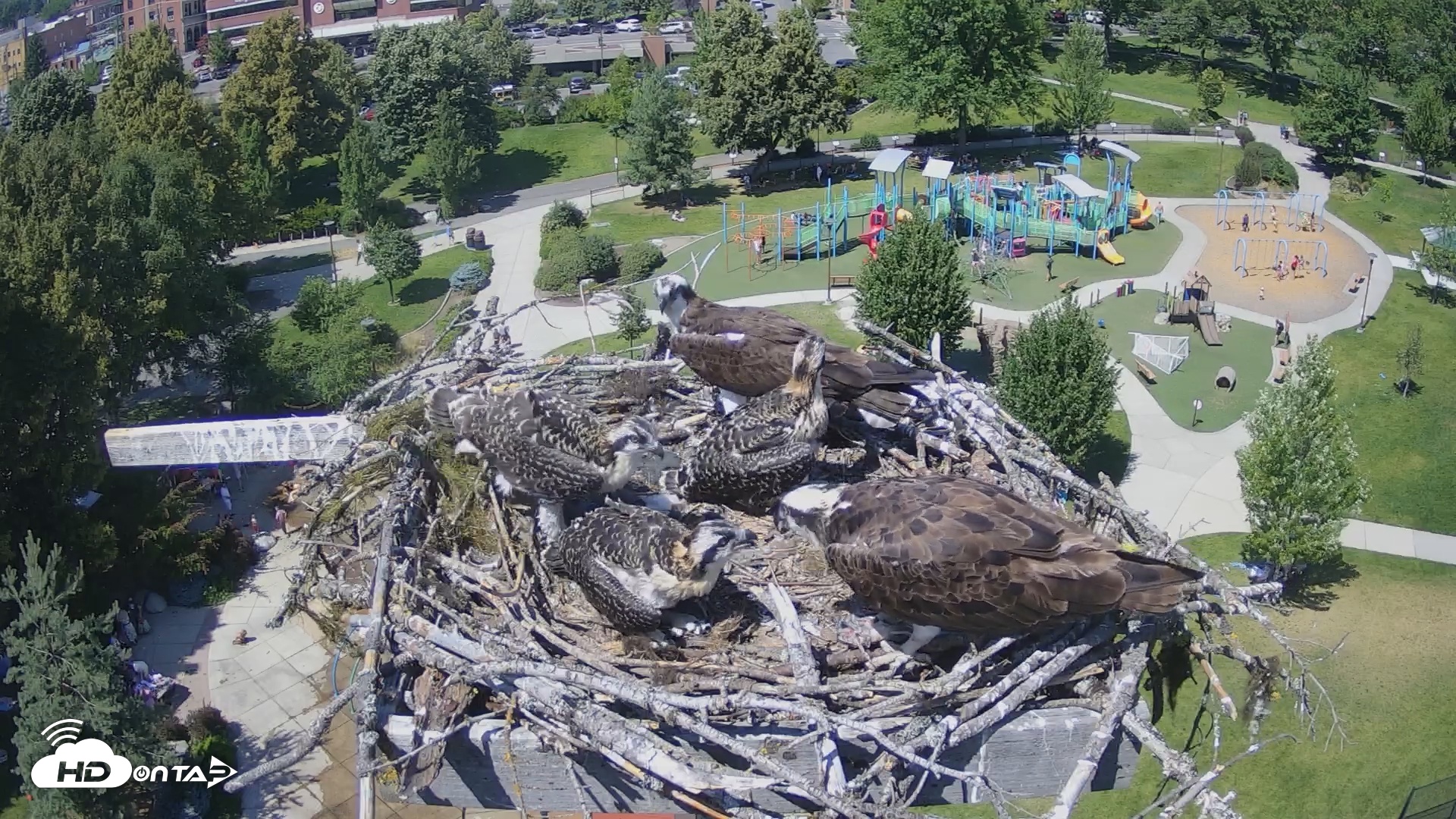 Snapshot of Coeur d'Alene South - Osprey Nest taken Jul 6, 2025, 2:36pm PDT