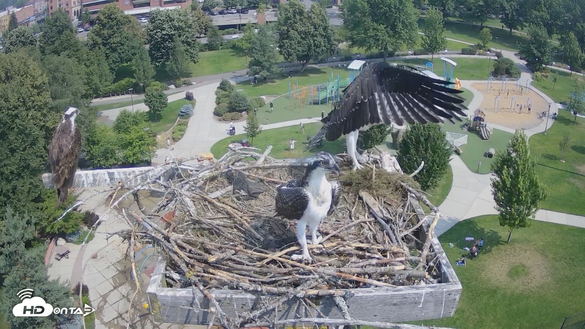 Snapshot of Coeur d'Alene Idaho Osprey Nest Live Cam taken Jul 23, 2026, 11:00am PDT