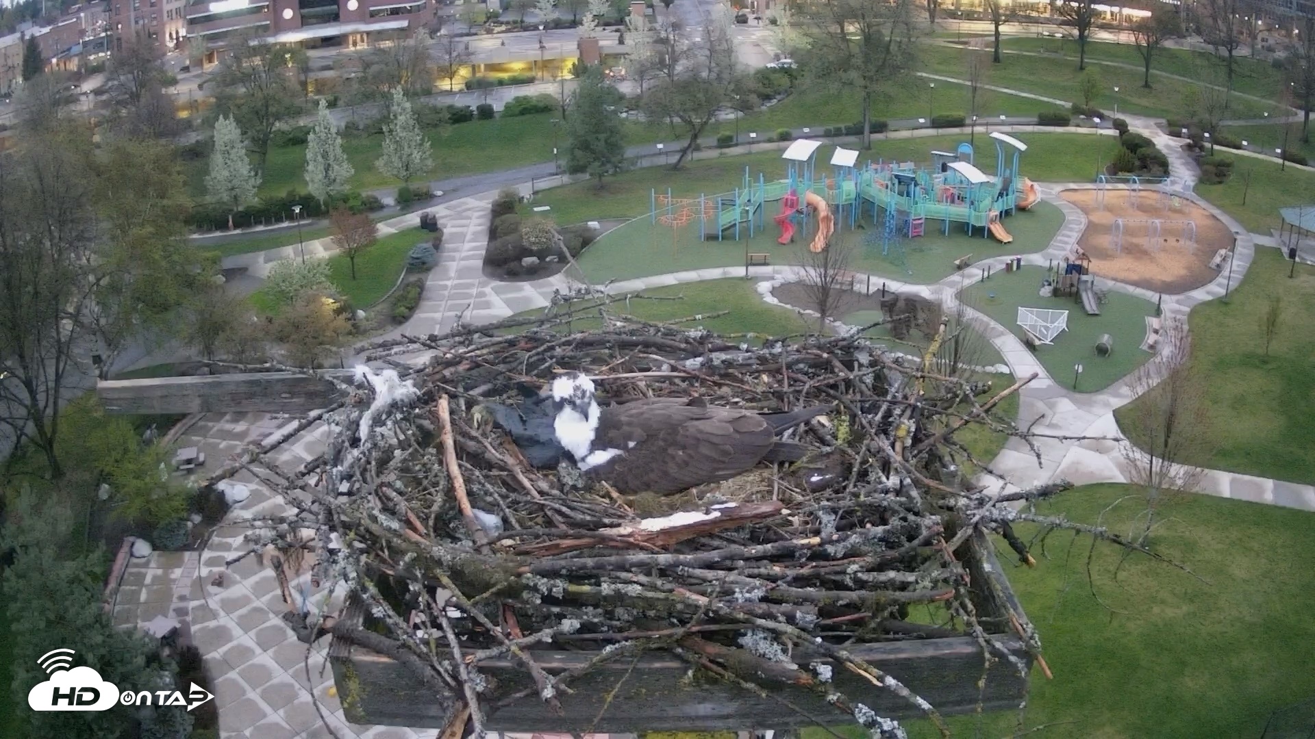 Snapshot of Coeur d'Alene Idaho Osprey Nest Live Cam taken Apr 22, 2026, 5:42am PDT