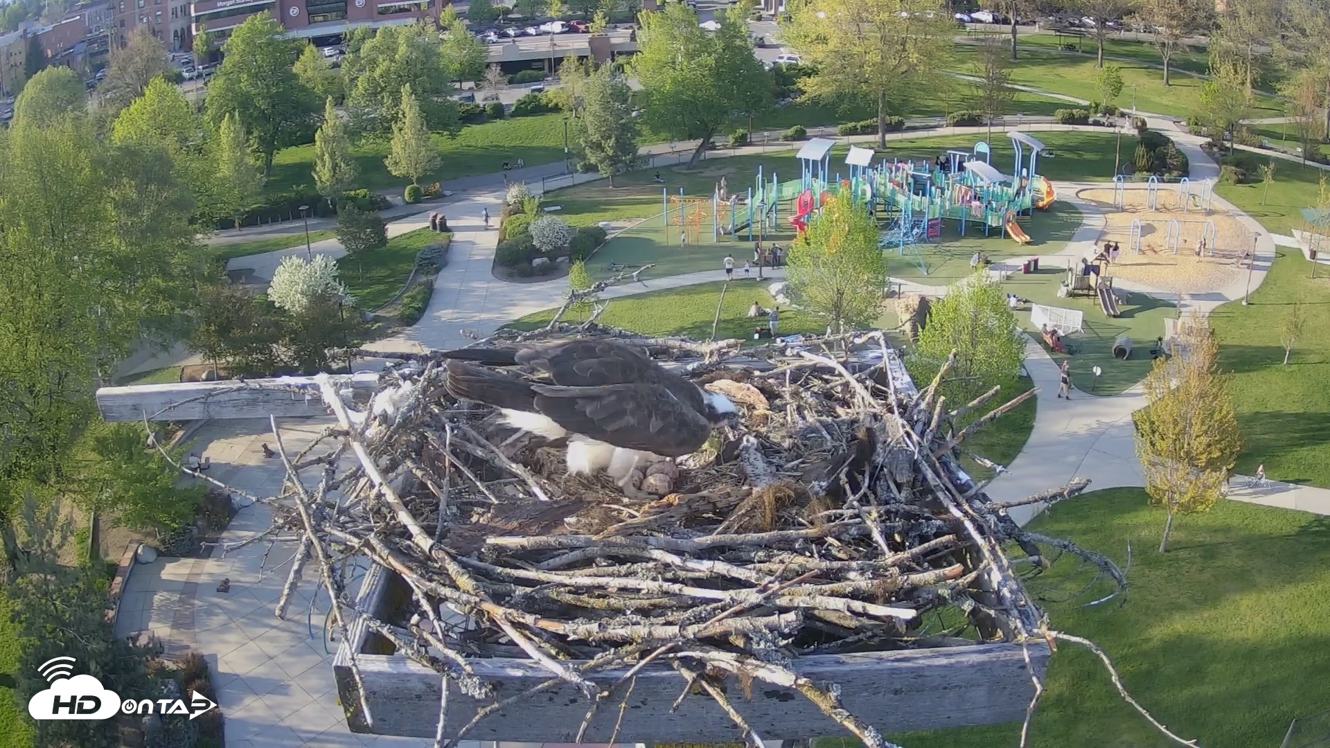 Snapshot of Coeur d'Alene Idaho Osprey Nest Live Cam taken May 2, 2026, 6:17pm PDT