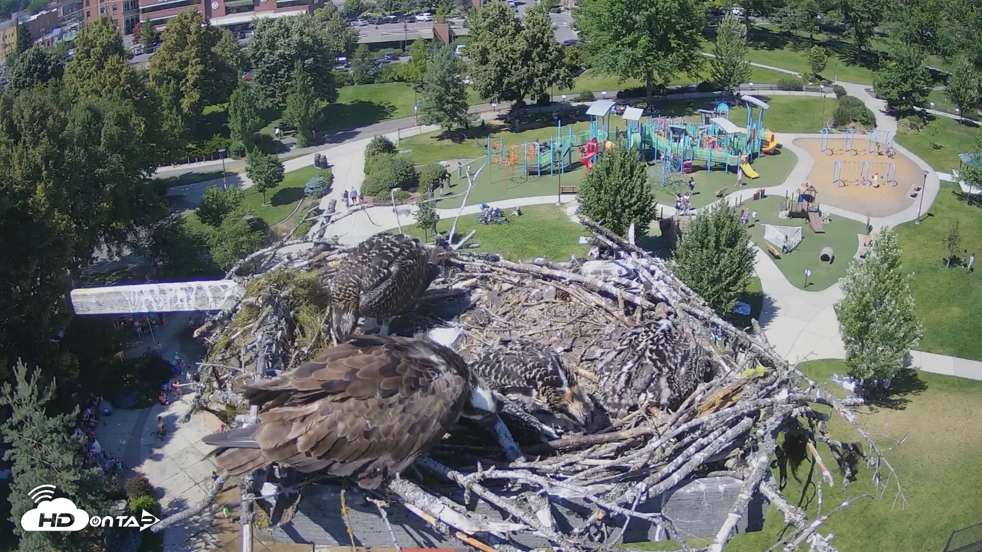 Snapshot of Coeur d'Alene South - Osprey Nest taken Jul 6, 2025, 3:03pm PDT