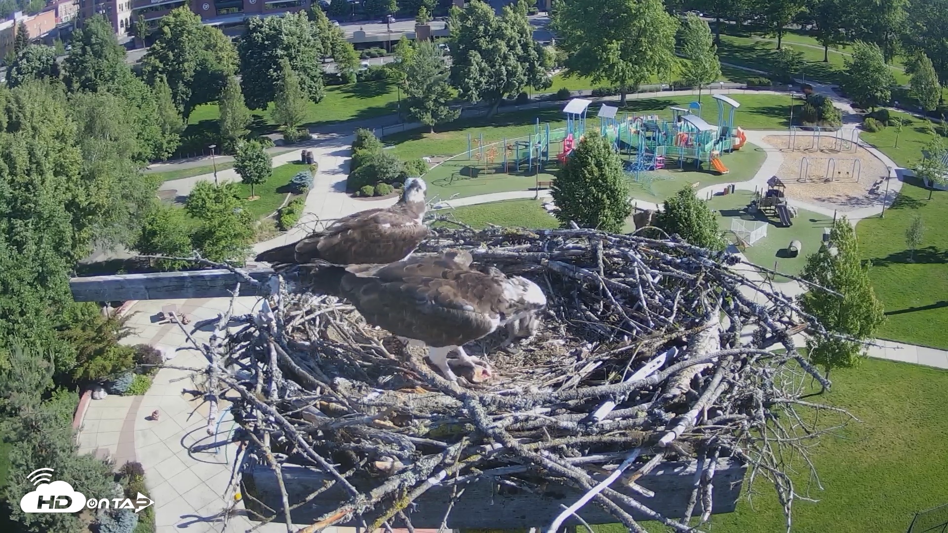 Snapshot of Coeur d'Alene Idaho Osprey Nest Live Cam taken Jun 12, 2026, 8:16am PDT