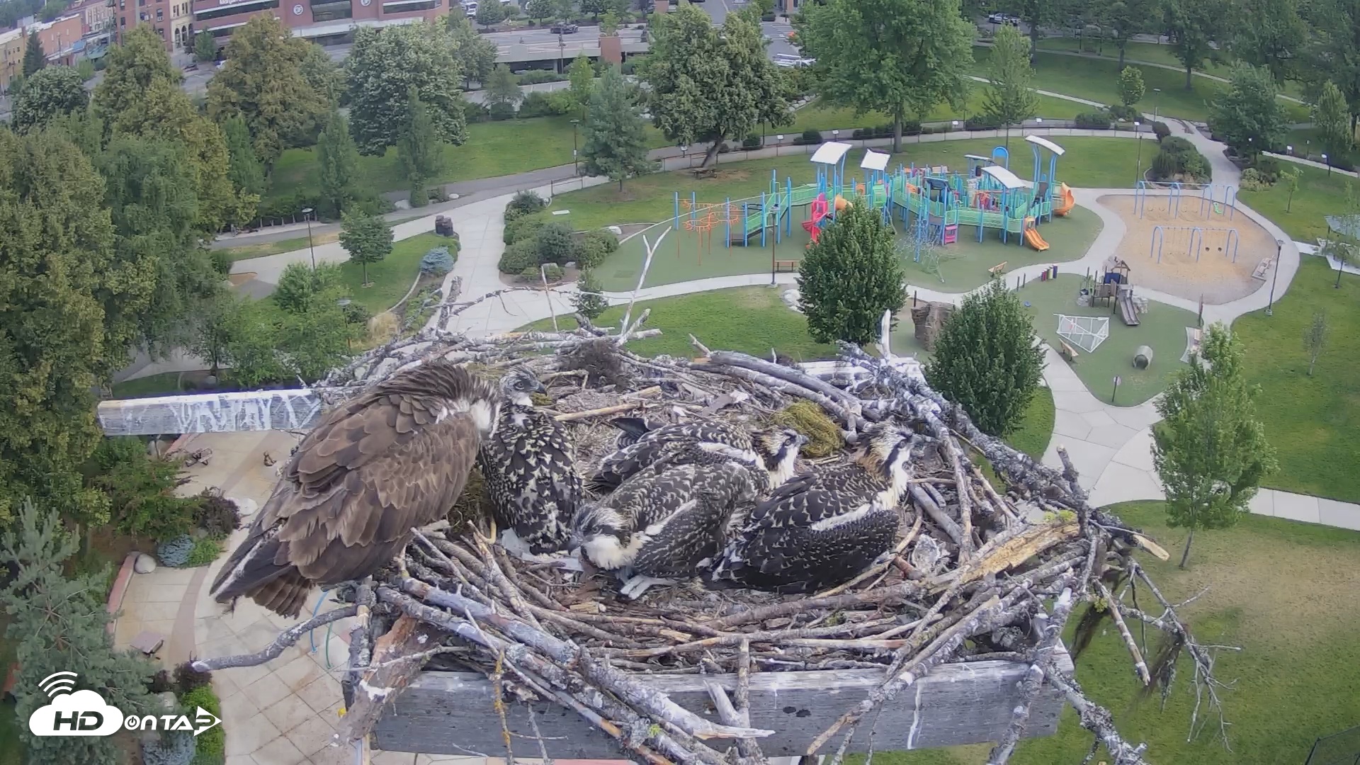 Snapshot of Coeur d'Alene South - Osprey Nest taken Jul 9, 2025, 7:33am PDT