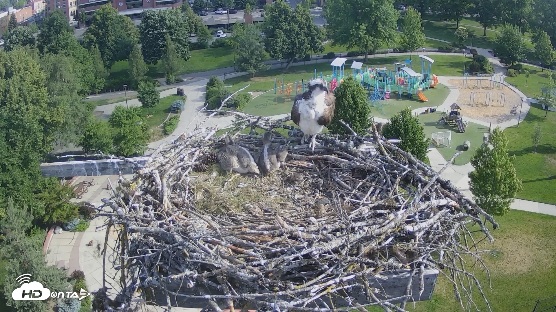 Snapshot of Coeur d'Alene Idaho Osprey Nest Live Cam taken Jun 18, 2026, 8:26am PDT