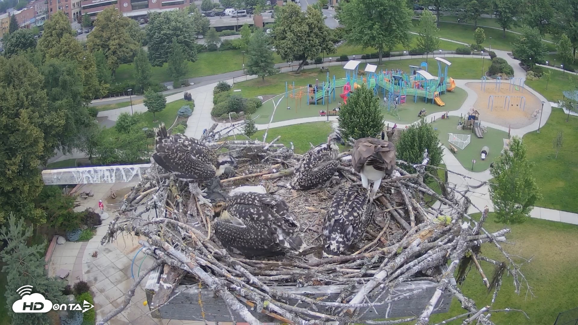 Snapshot of Coeur d'Alene South - Osprey Nest taken Jul 5, 2025, 11:02am PDT