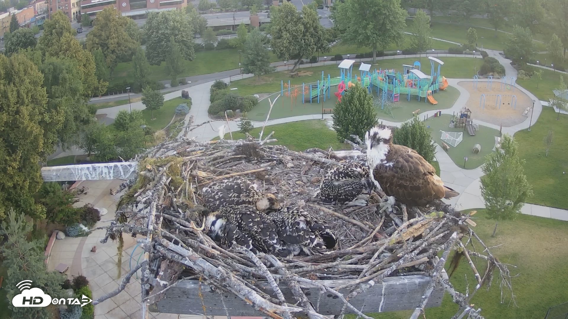 Snapshot of Coeur d'Alene South - Osprey Nest taken Jul 7, 2025, 5:21am PDT