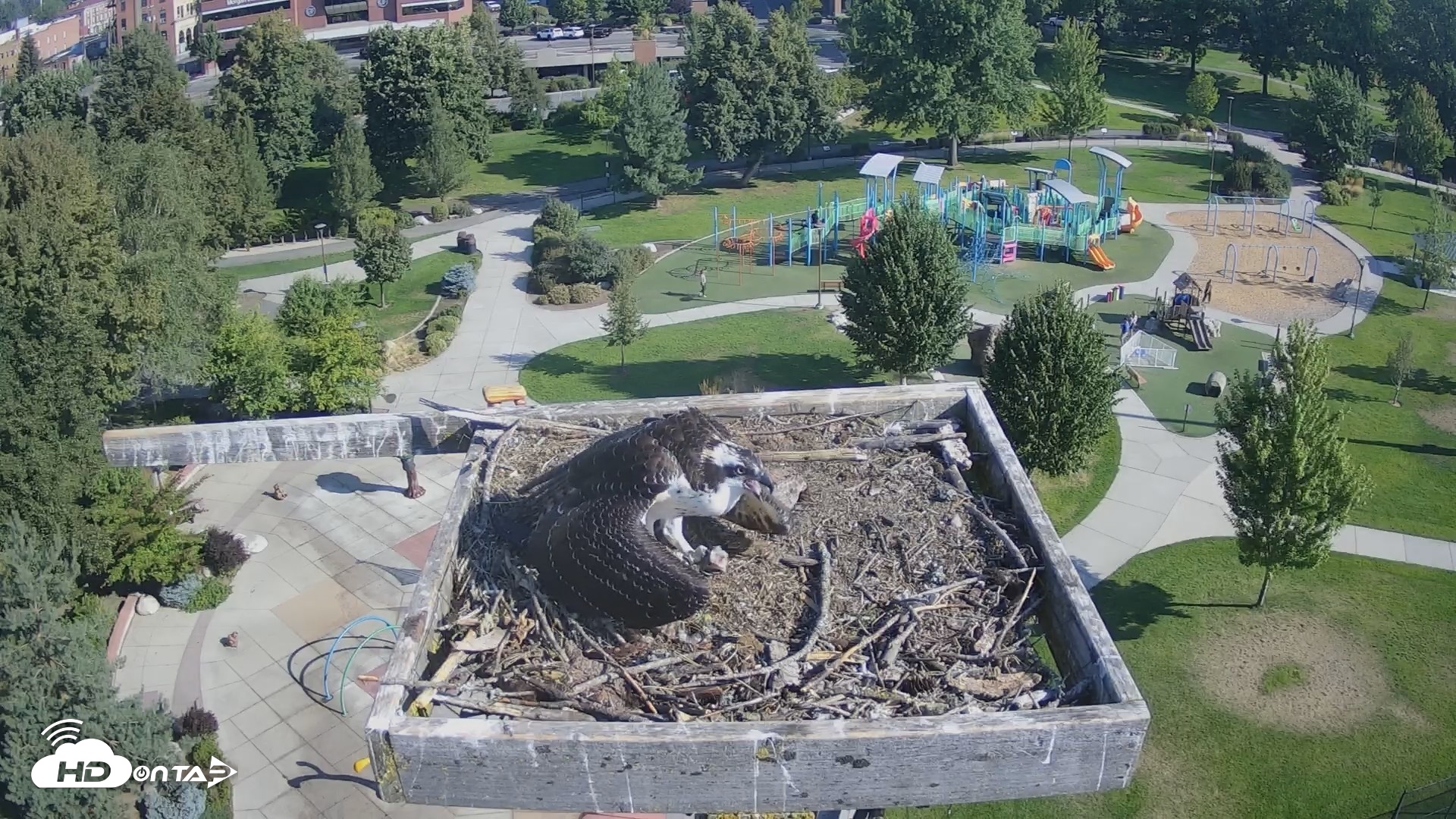 Snapshot of Coeur d'Alene Idaho Osprey Nest Live Cam taken Aug 25, 2026, 9:21am PDT