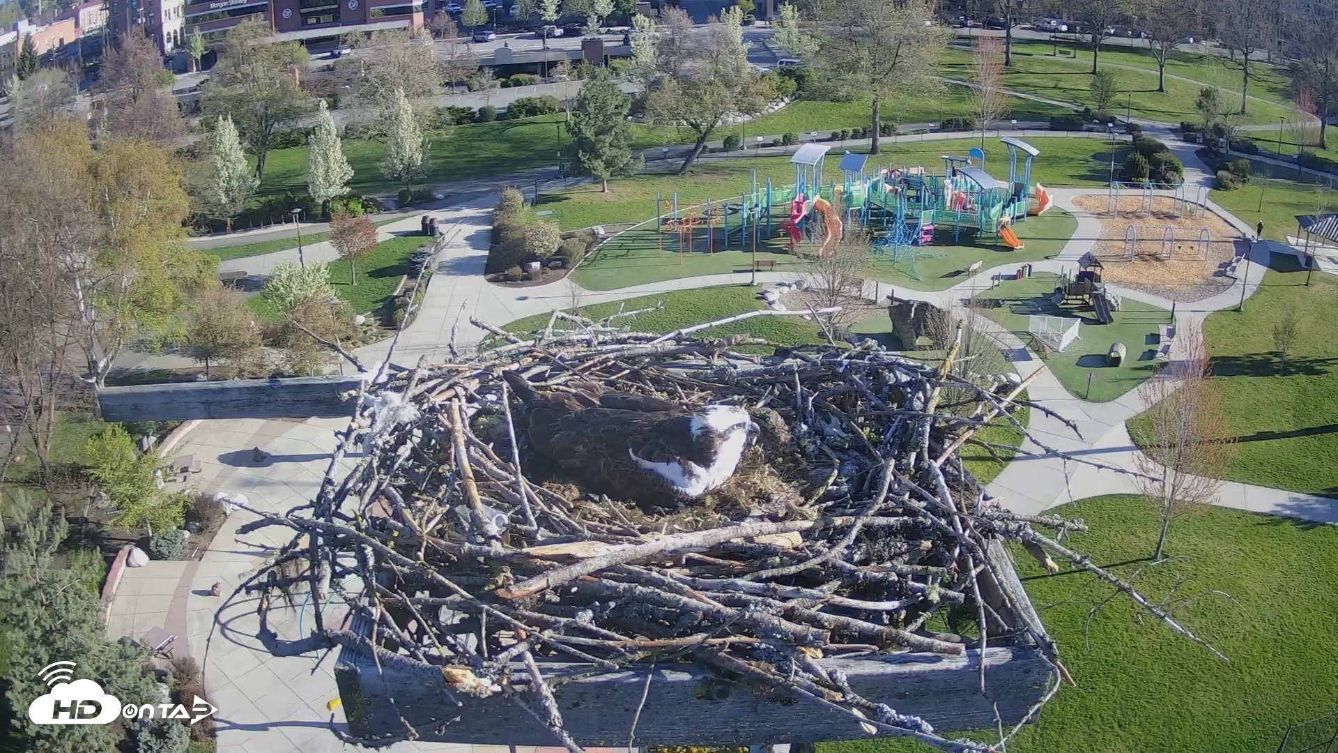 Snapshot of Coeur d'Alene Idaho Osprey Nest Live Cam taken Apr 24, 2026, 7:53am PDT