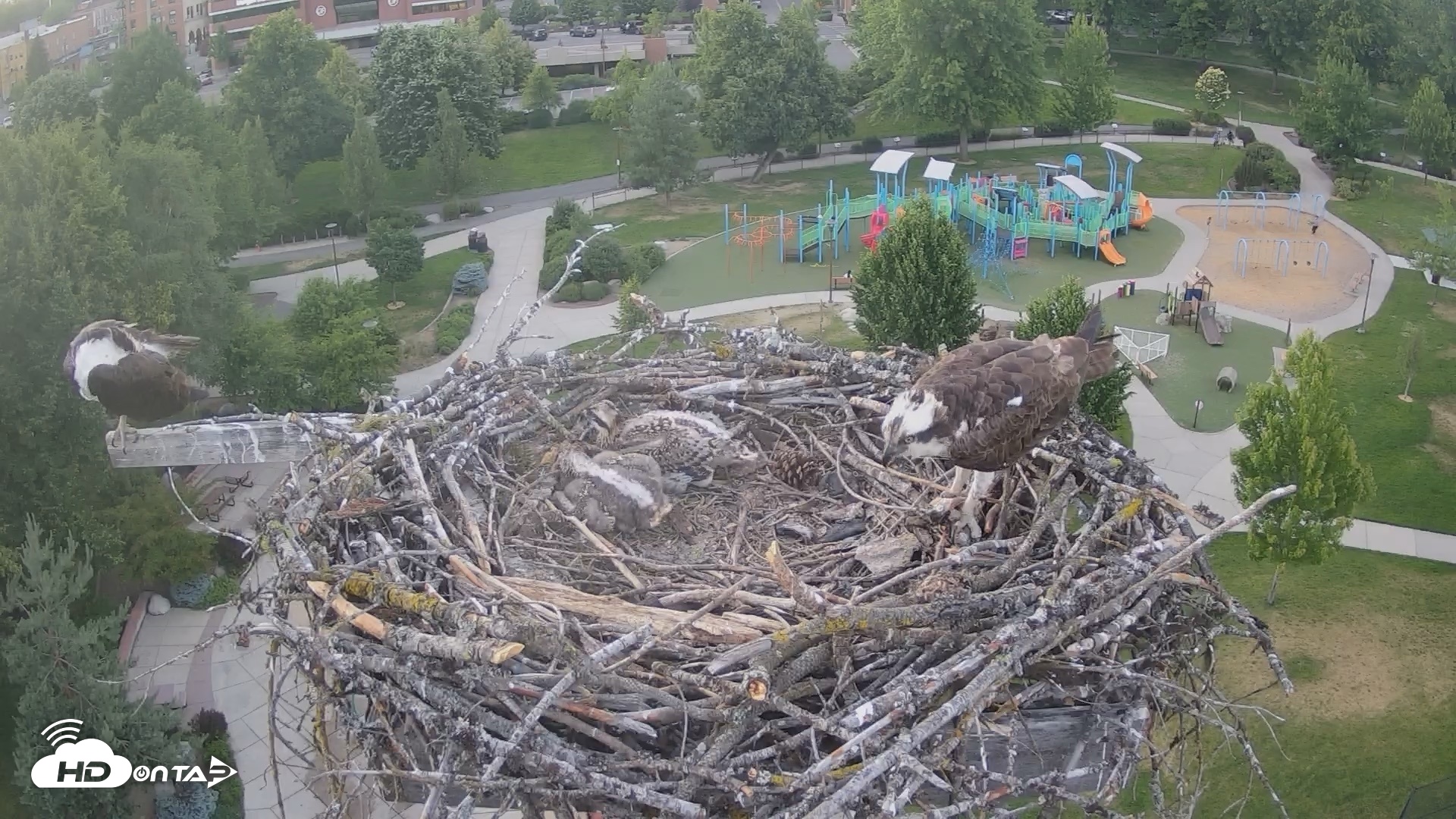 Snapshot of Coeur d'Alene Idaho Osprey Nest Live Cam taken Jun 21, 2026, 8:40pm PDT