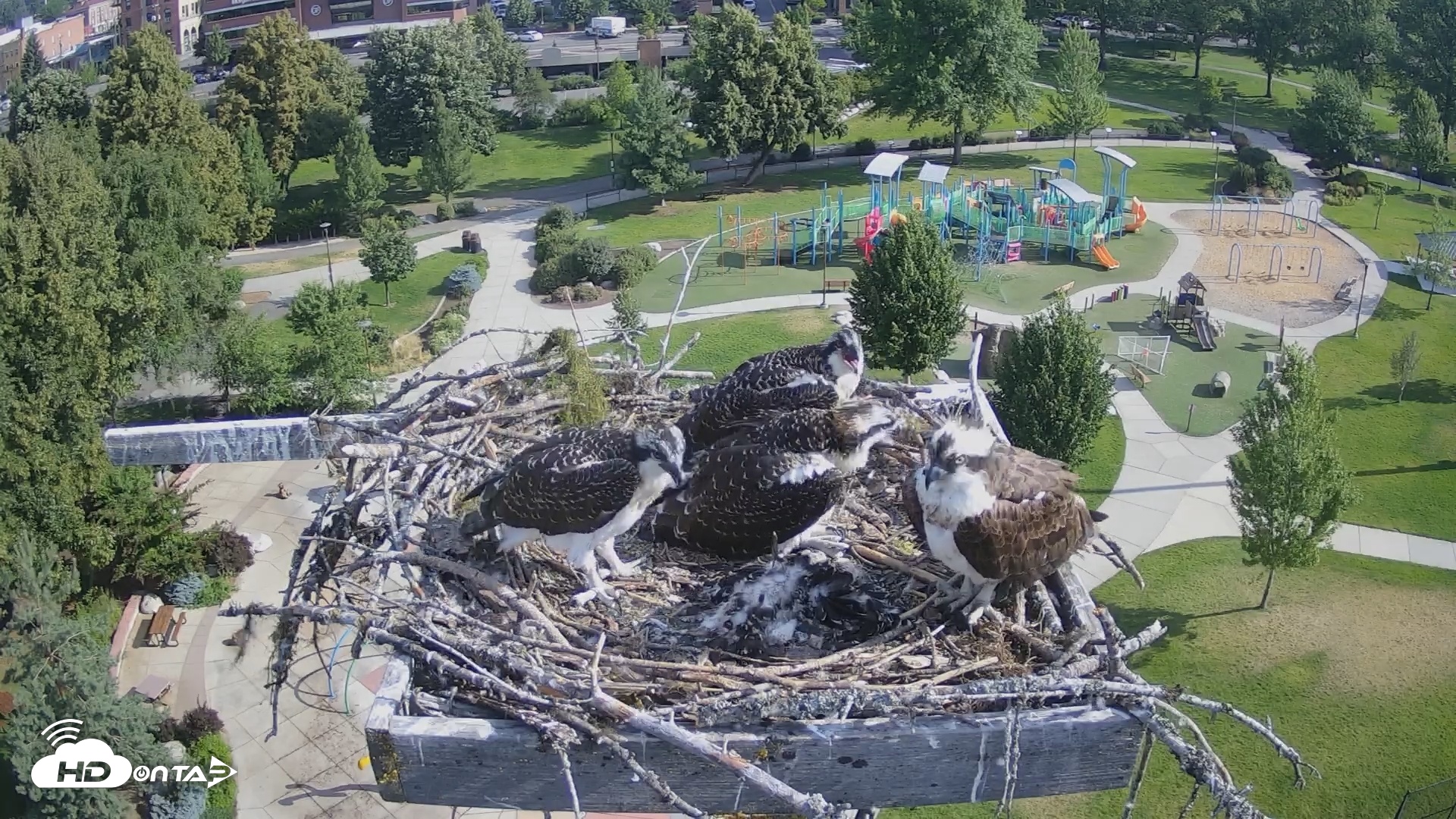 Snapshot of Coeur d'Alene South - Osprey Nest taken Jul 17, 2025, 8:43am PDT