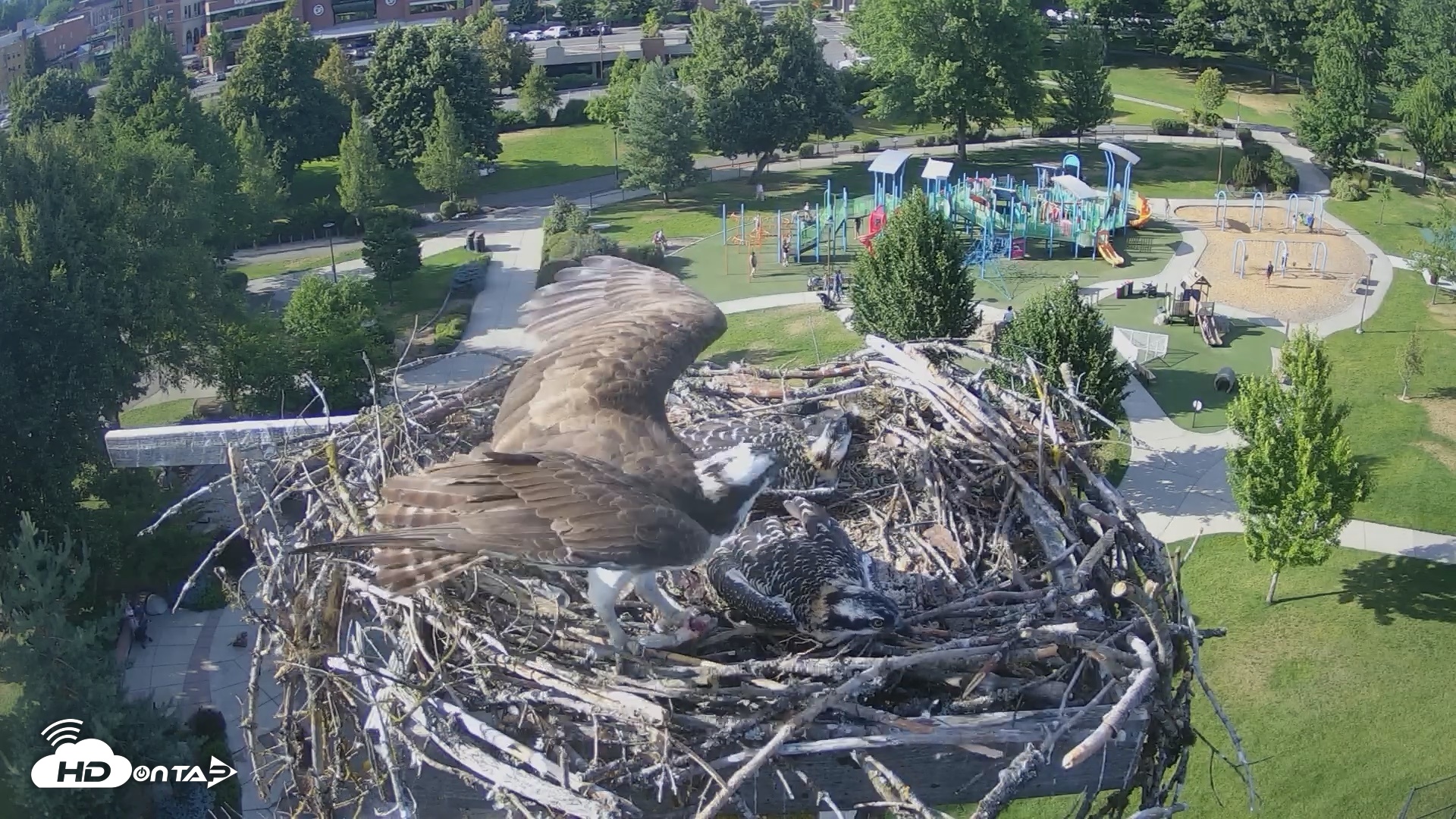 Snapshot of Coeur d'Alene Idaho Osprey Nest Live Cam taken Jul 14, 2026, 5:50pm PDT
