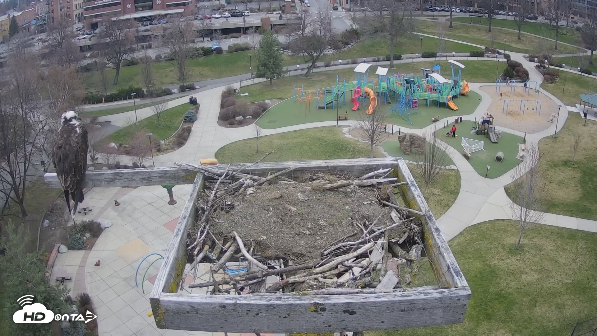 Snapshot of Coeur d'Alene Idaho Osprey Nest Live Cam taken Mar 29, 2026, 12:59pm PDT