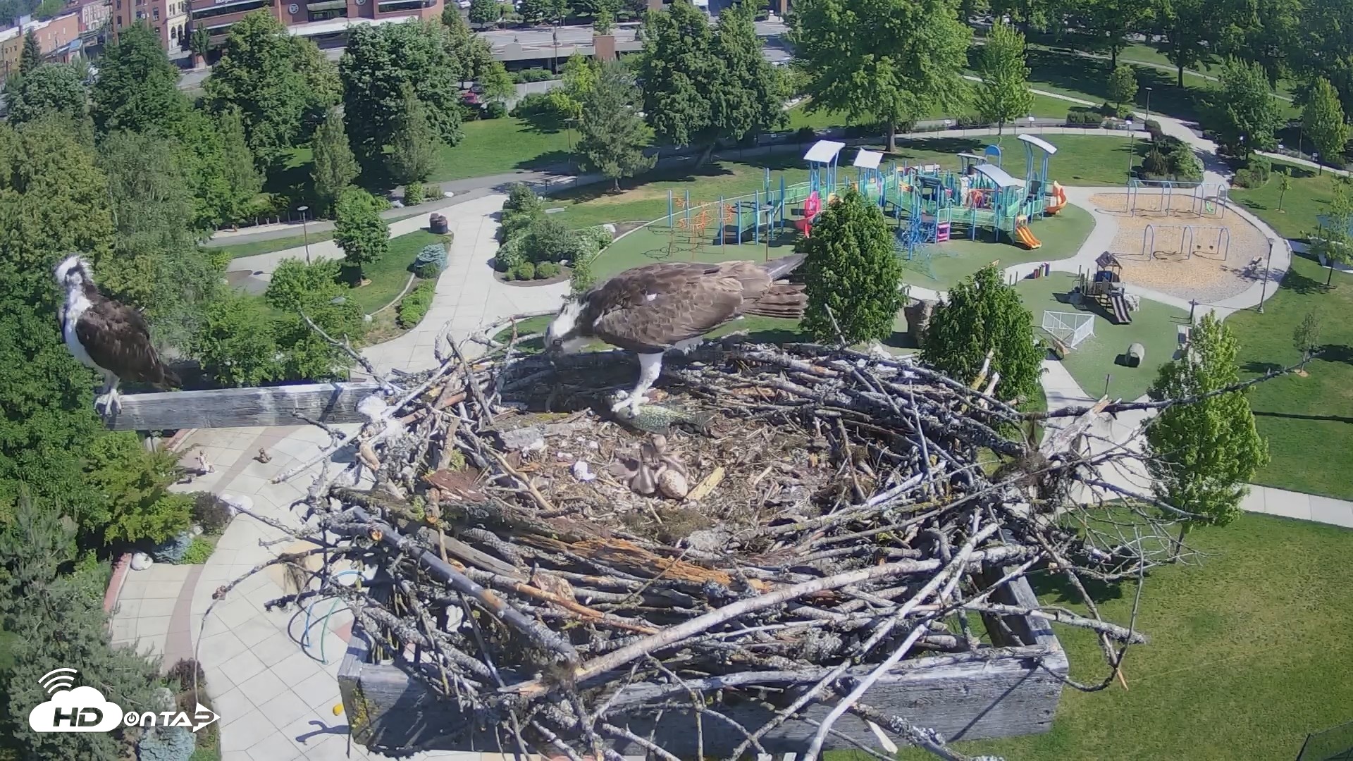 Snapshot of Coeur d'Alene Idaho Osprey Nest Live Cam taken May 28, 2026, 9:41am PDT