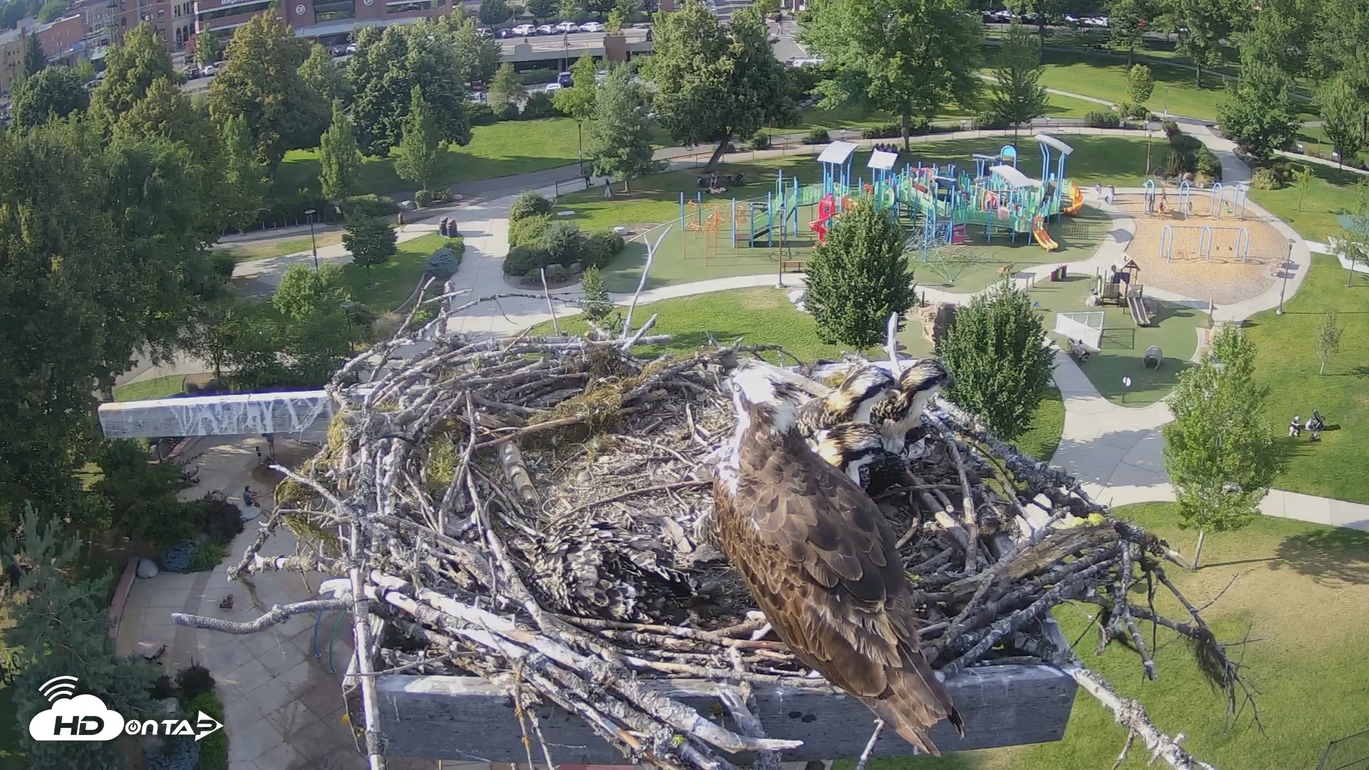 Snapshot of Coeur d'Alene South - Osprey Nest taken Jul 10, 2025, 6:02pm PDT